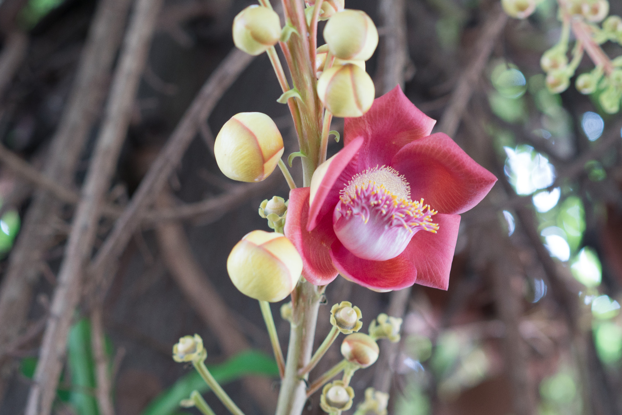 Sony a6500 + Sony Sonnar T* FE 55mm F1.8 ZA sample photo. Special flower in vietnam lunar new year photography