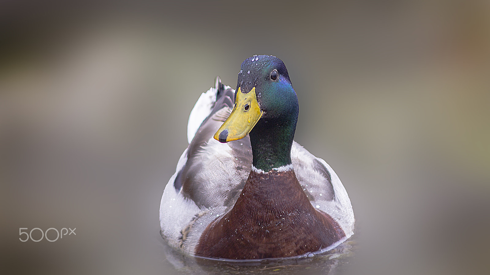 Canon EF 75-300mm F4.0-5.6 IS USM sample photo. Quack! photography