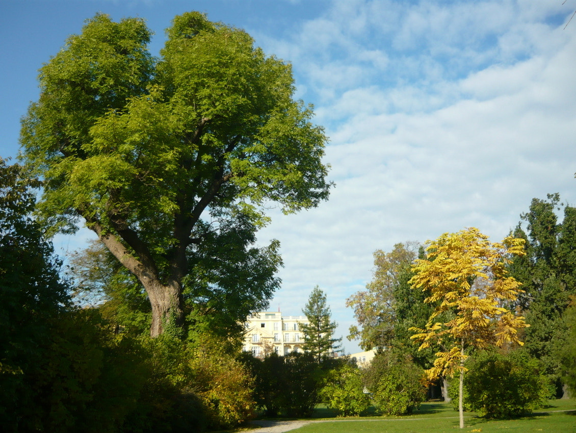 Panasonic Lumix DMC-LS80 sample photo. The memory of the a nice autumn day photography