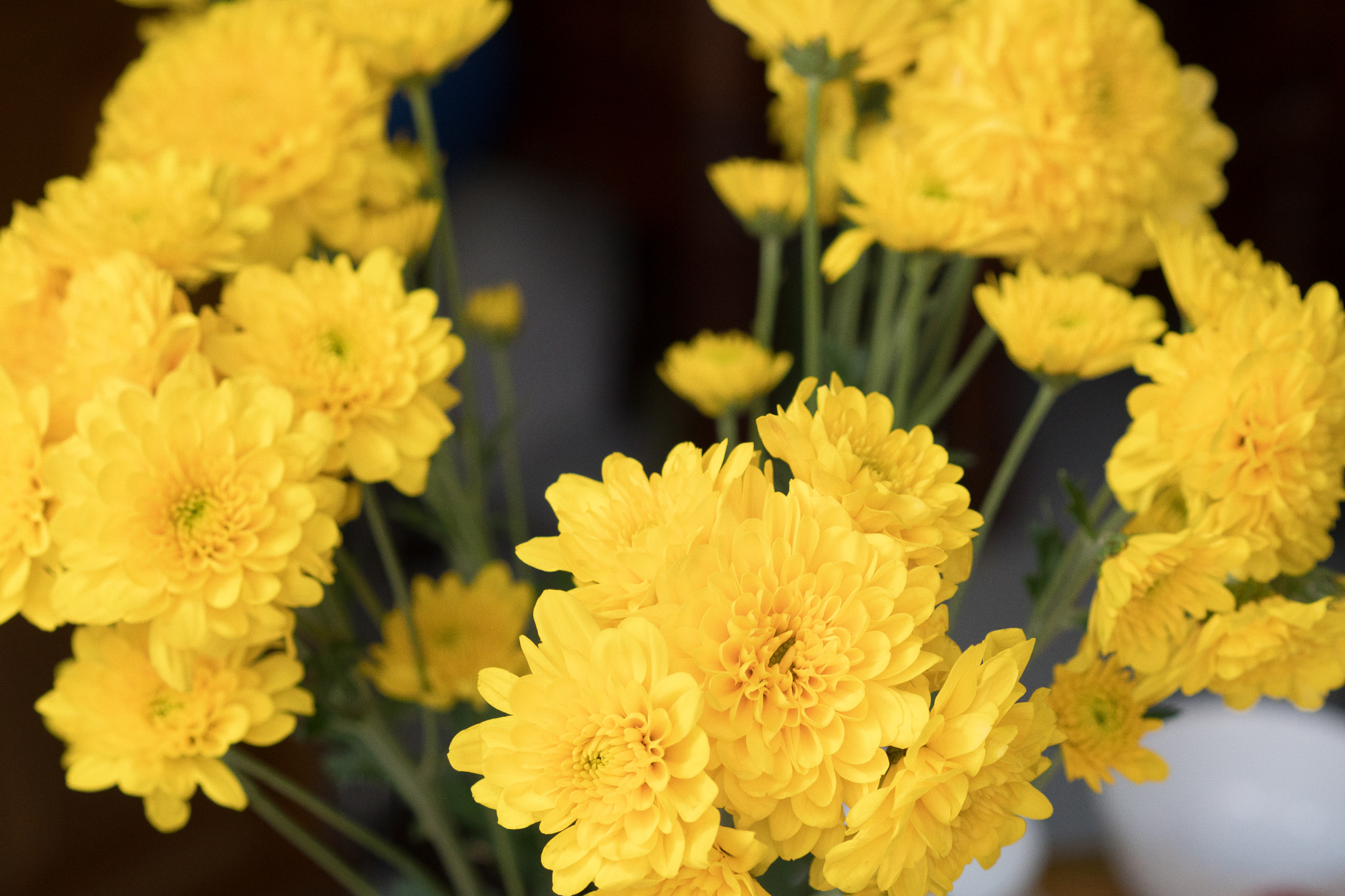 Sony a6500 + Sony Sonnar T* FE 55mm F1.8 ZA sample photo. Special flower in vietnam lunar new year photography