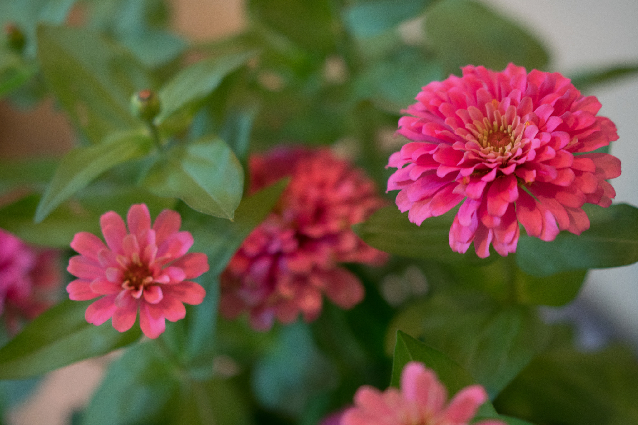 Sony a6500 + Sony Sonnar T* FE 55mm F1.8 ZA sample photo. Special flower in vietnam lunar new year photography