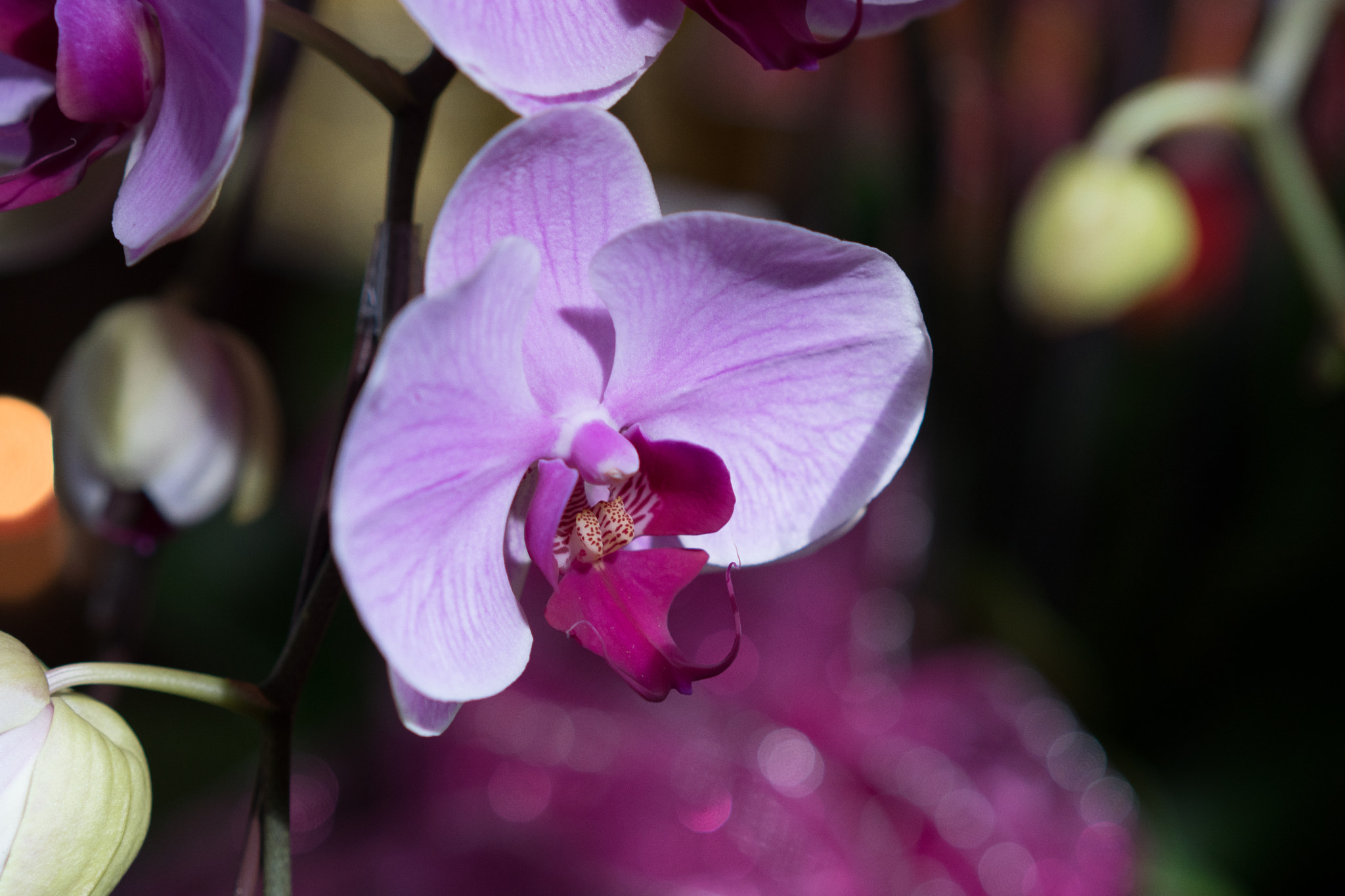 Sony a6500 + Sony Sonnar T* FE 55mm F1.8 ZA sample photo. Special flower in vietnam lunar new year photography