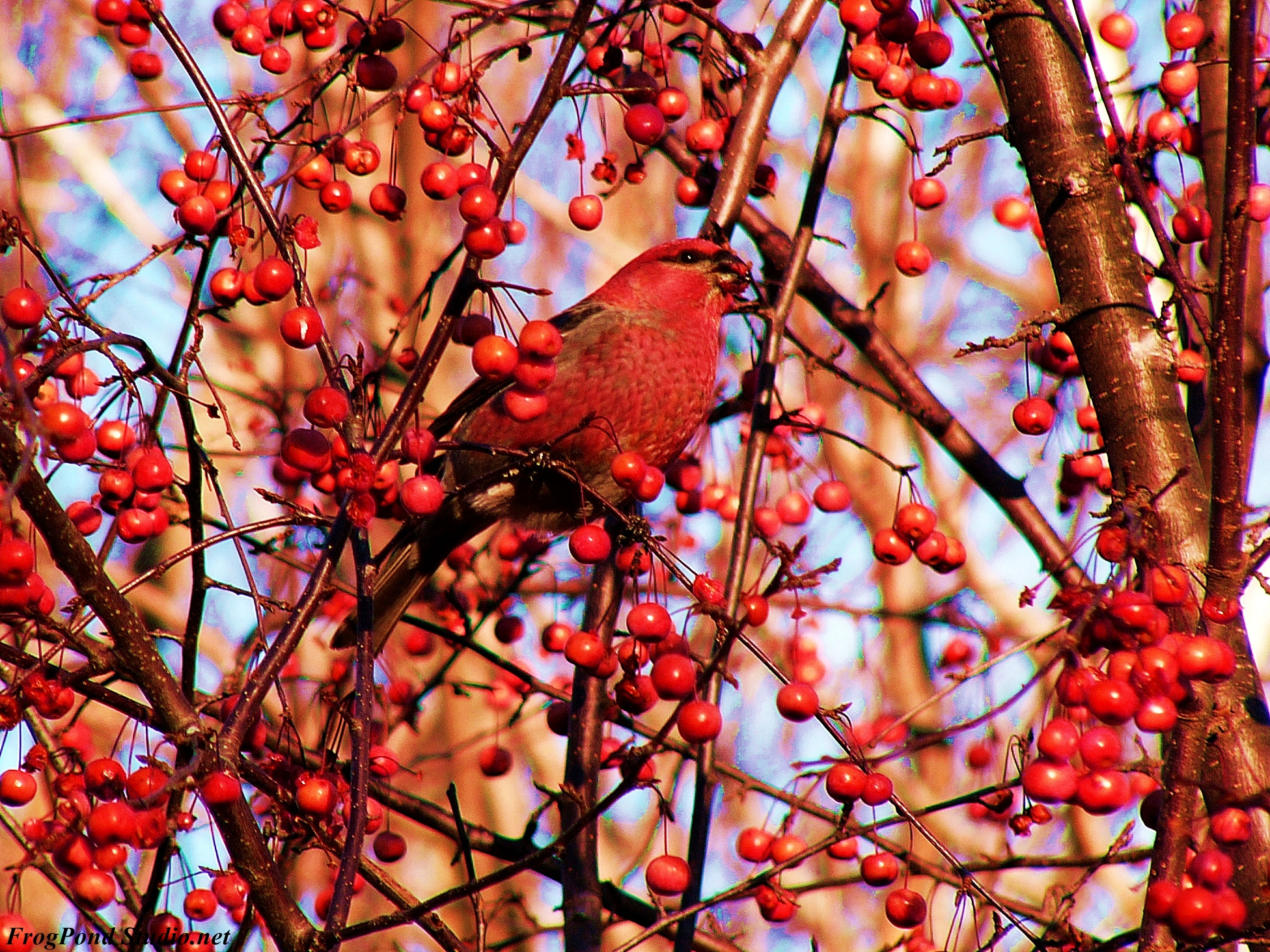 Panasonic DMC-FZ10 sample photo. Pine grosbeak photography