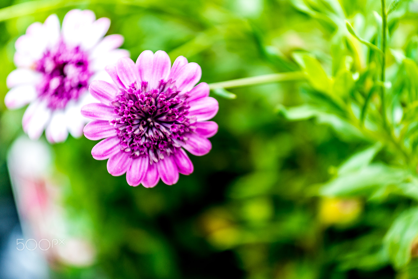 Nikon AF-S Nikkor 70-200mm F4G ED VR sample photo. Flowers photography