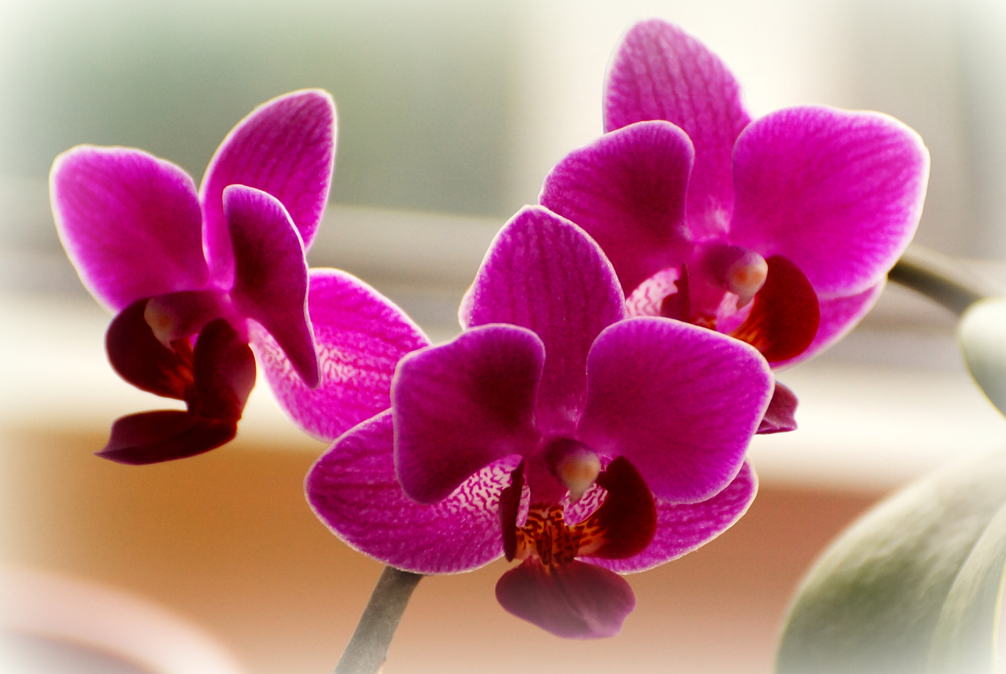 Sony DT 55-300mm F4.5-5.6 SAM sample photo. On my window photography