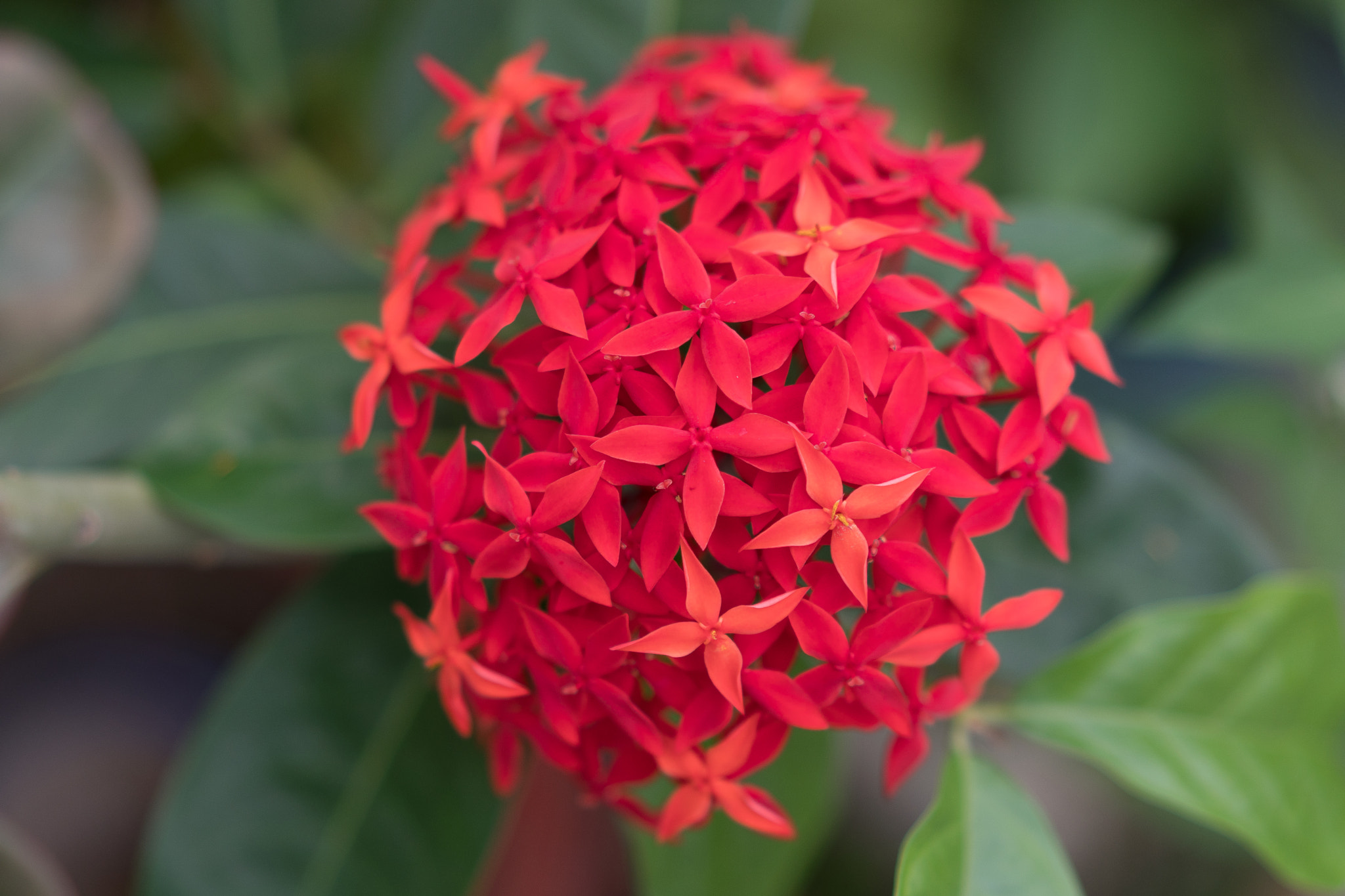 Sony a6500 + Sony Sonnar T* FE 55mm F1.8 ZA sample photo. Special flower in vietnam lunar new year photography