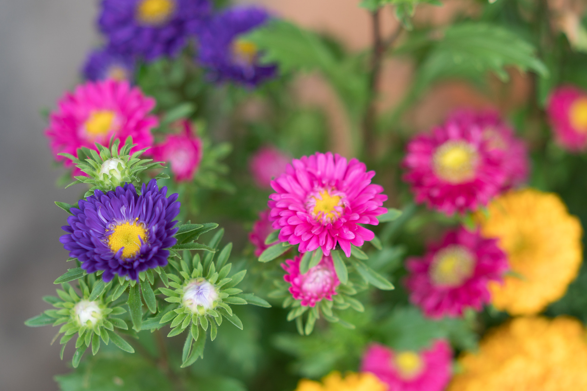 Sony a6500 + Sony Sonnar T* FE 55mm F1.8 ZA sample photo. Flower garden in vietnam lunar new year photography