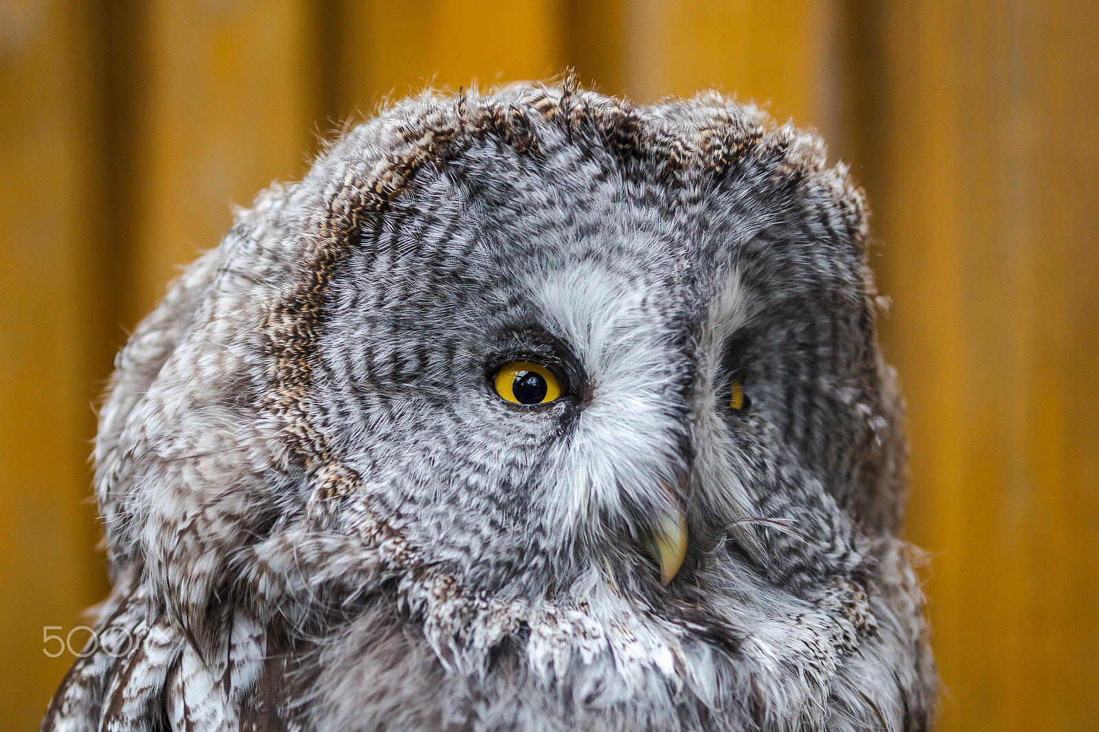 Canon EOS 60D + Sigma 50-200mm F4-5.6 DC OS HSM sample photo. Wily owl photography