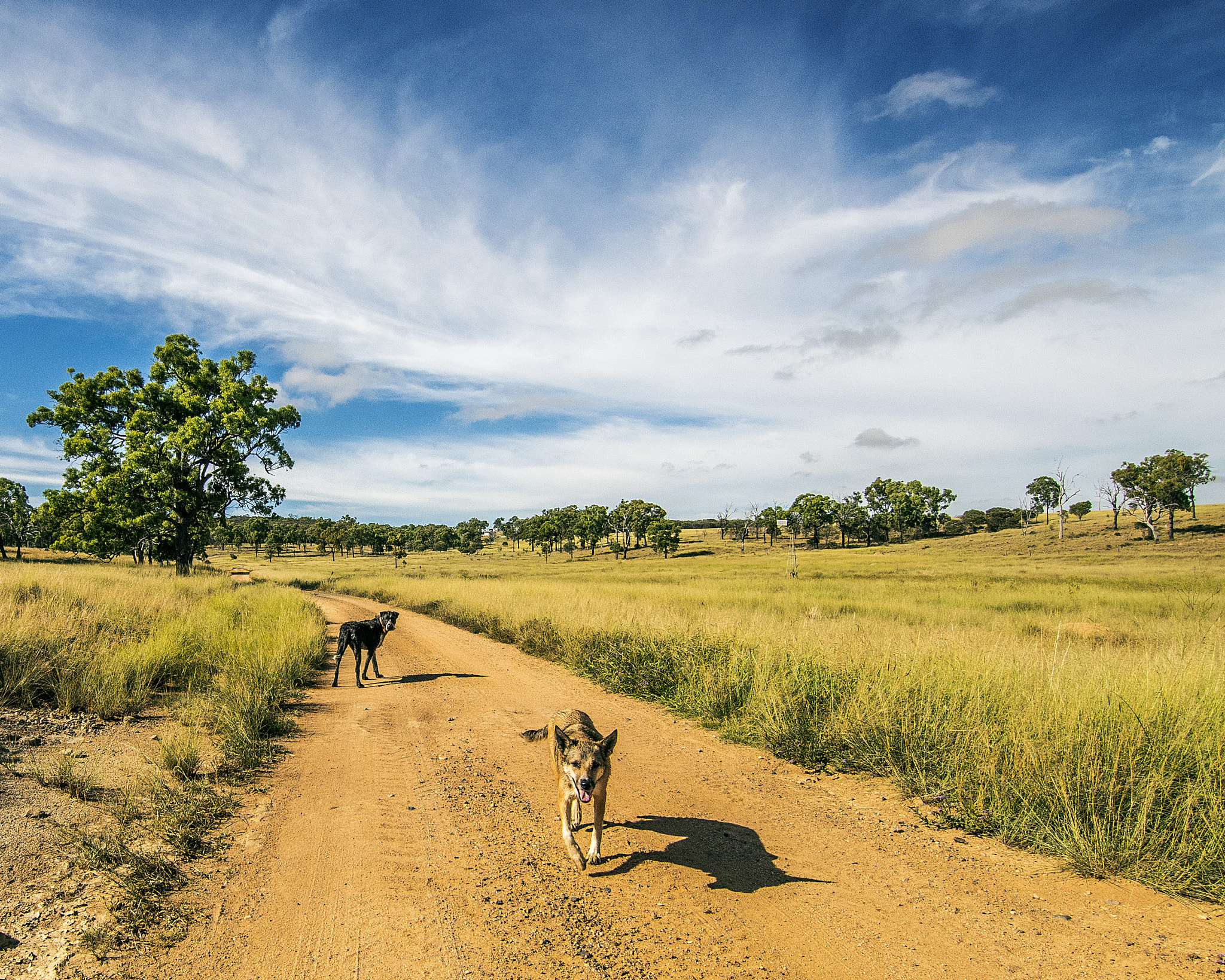 Nikon D810 sample photo. Hot summer's day in oz photography