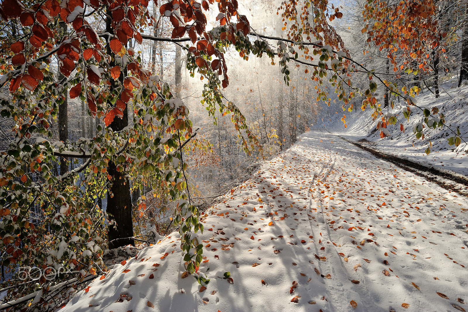 Nikon D3 sample photo. Autumn or winter? photography