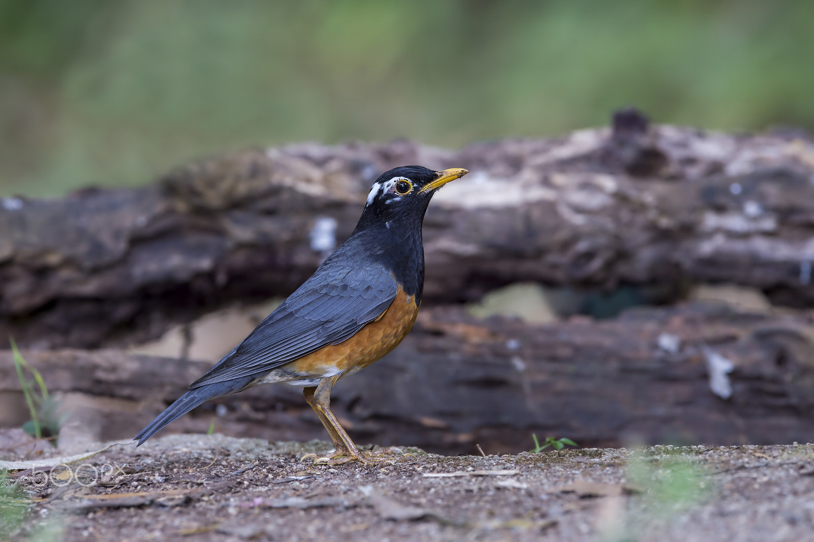 Nikon AF-S Nikkor 600mm F4E FL ED VR sample photo. Black-breasted thrush (m) photography
