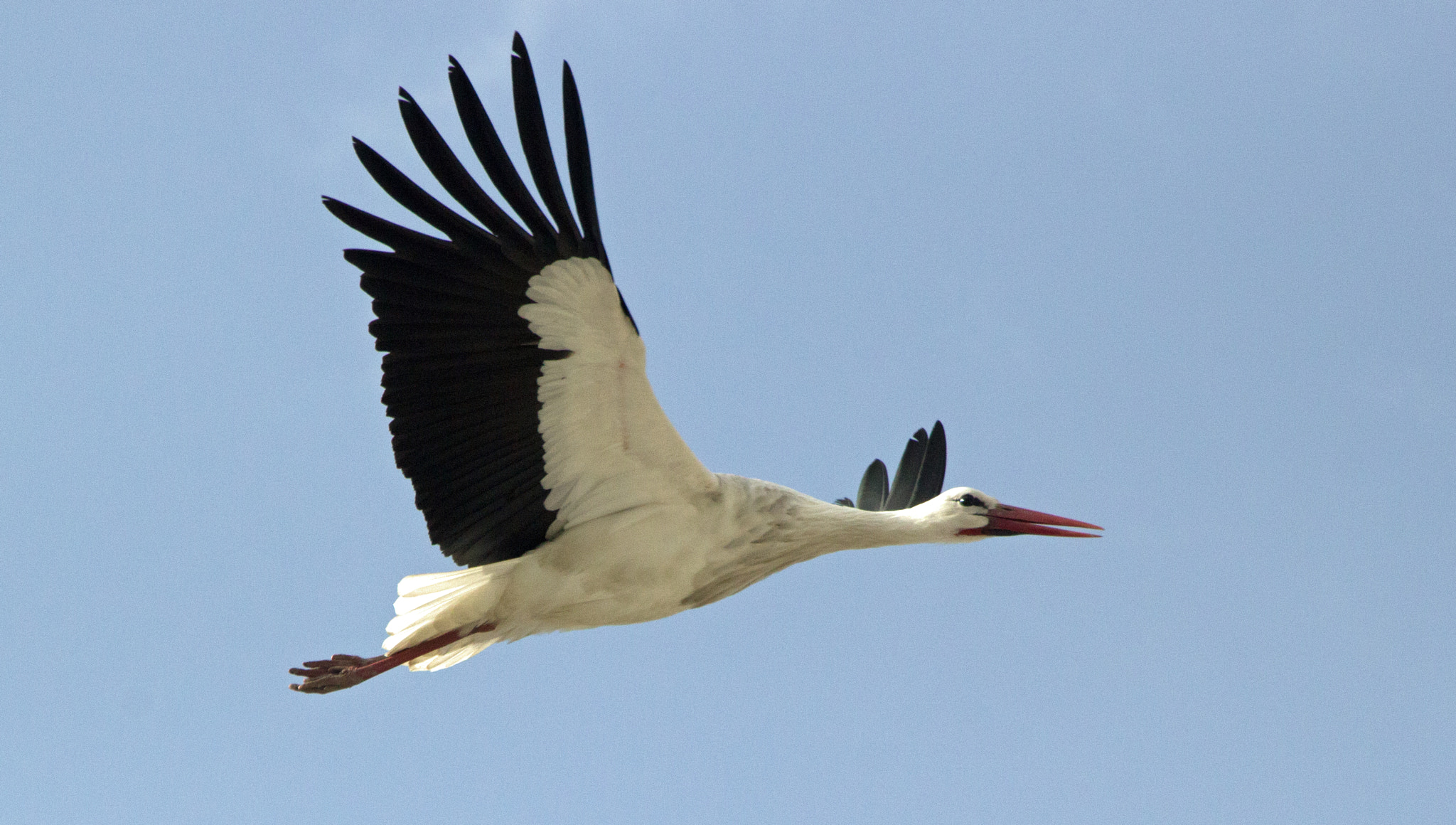 Canon EOS 60D sample photo. The fly of the stork photography