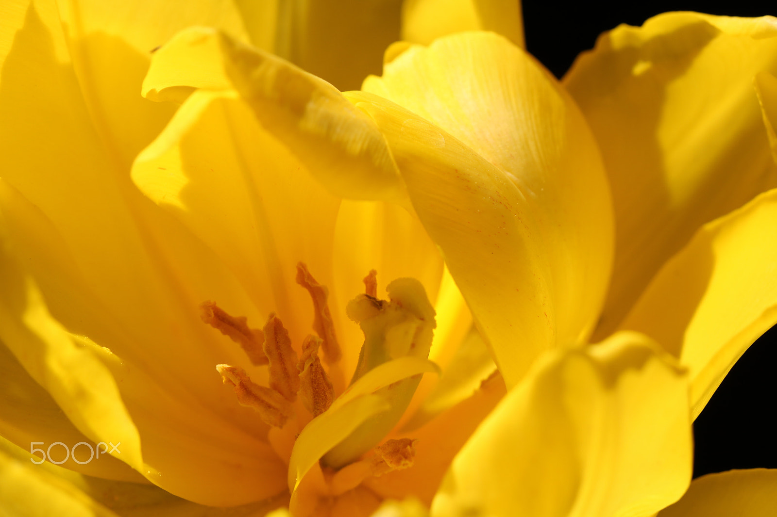 Canon EF 100mm F2.8L Macro IS USM sample photo. Tulip 8689 photography