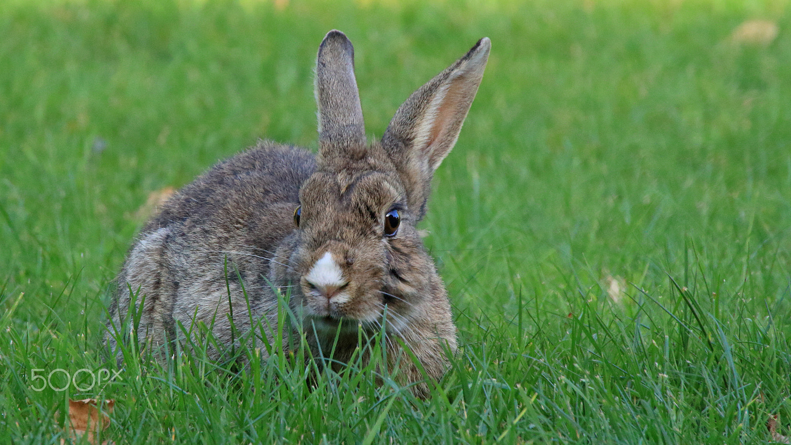 Canon EOS 60D sample photo. Bunny in the garden photography