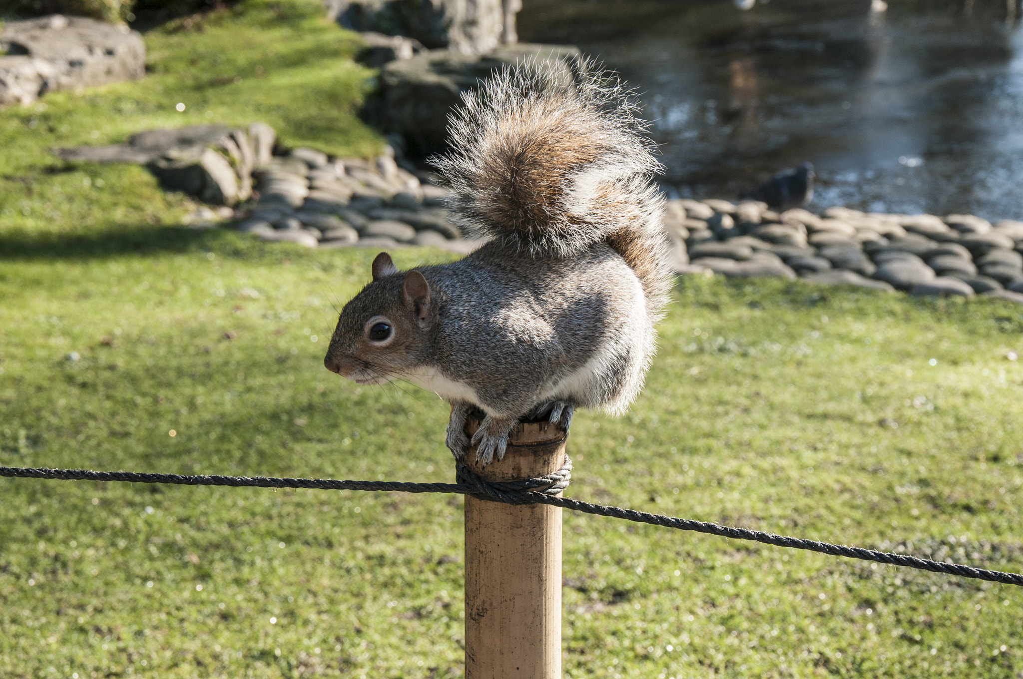 Nikon D300S sample photo. A posing squirrel photography