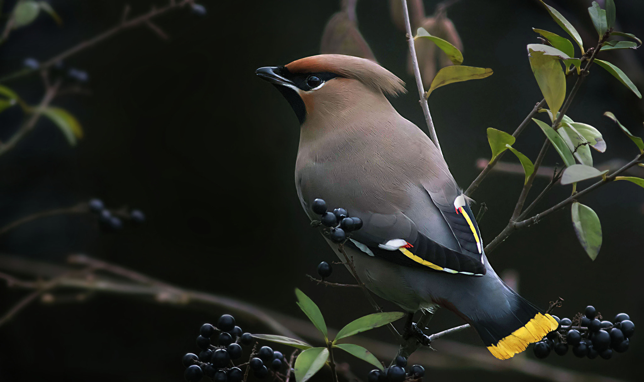 Canon EF 400mm F5.6L USM sample photo. Bohemian waxwing photography