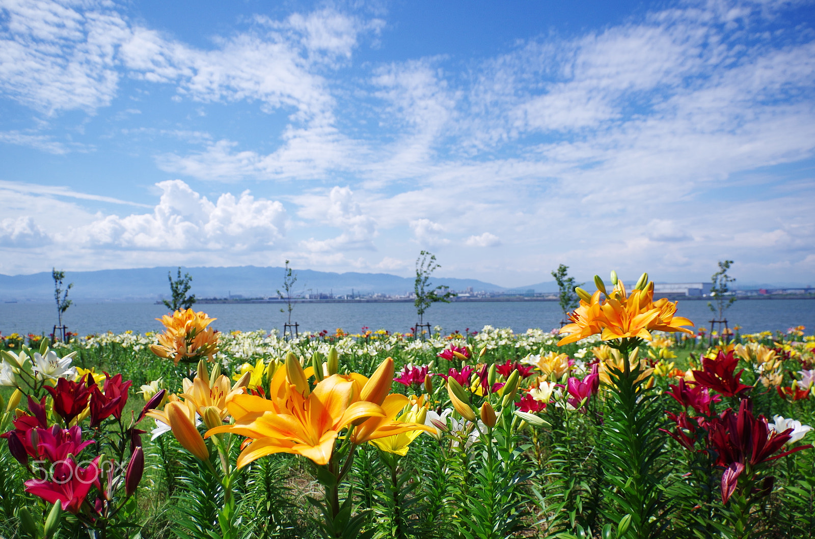 Pentax K-50 + HD Pentax DA 15mm F4 ED AL Limited sample photo. Exciting in summer photography