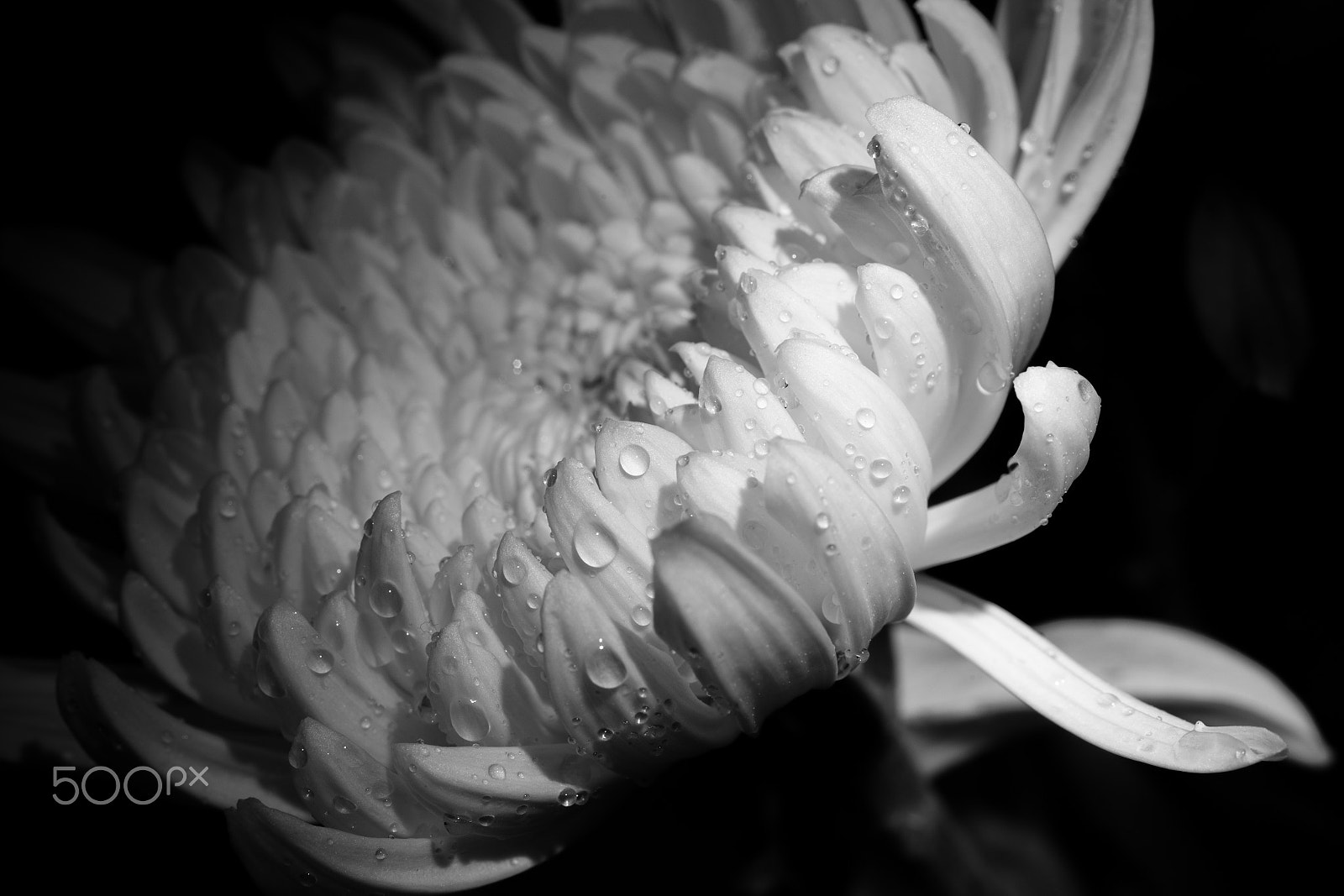 Canon EOS 6D + Canon EF 50mm F2.5 Macro sample photo. Flower(b&w) photography