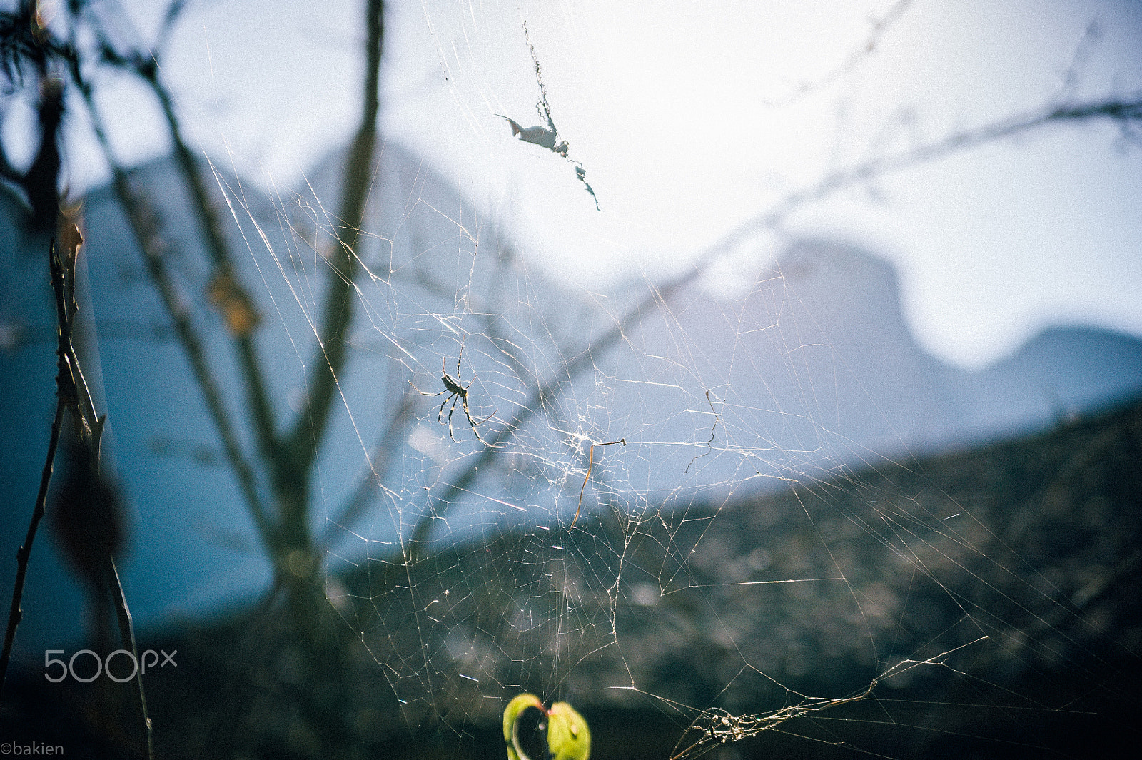 Nikon D700 sample photo. The spider photography