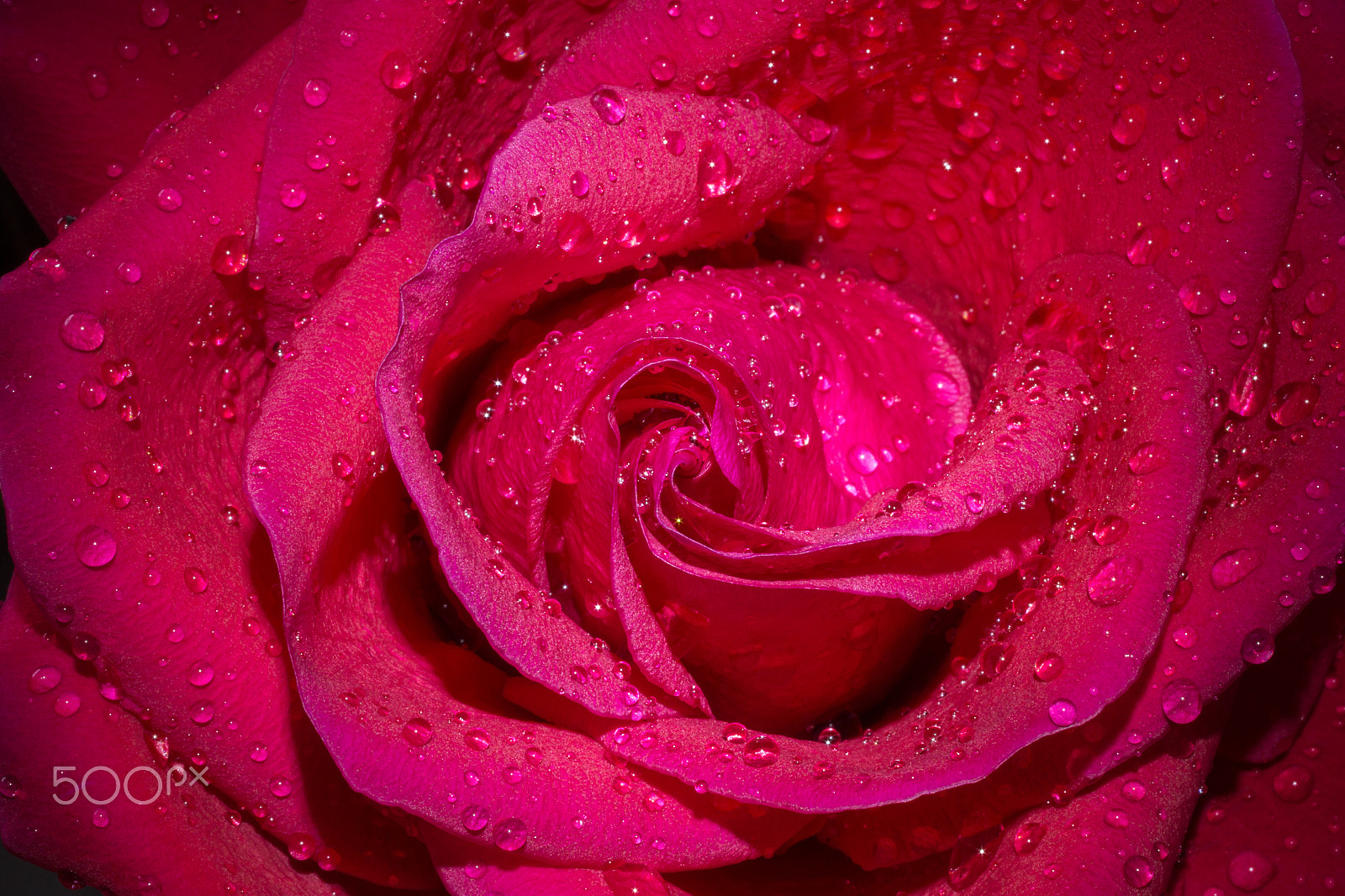 Canon EOS 6D + Canon EF 50mm F2.5 Macro sample photo. Red rose photography