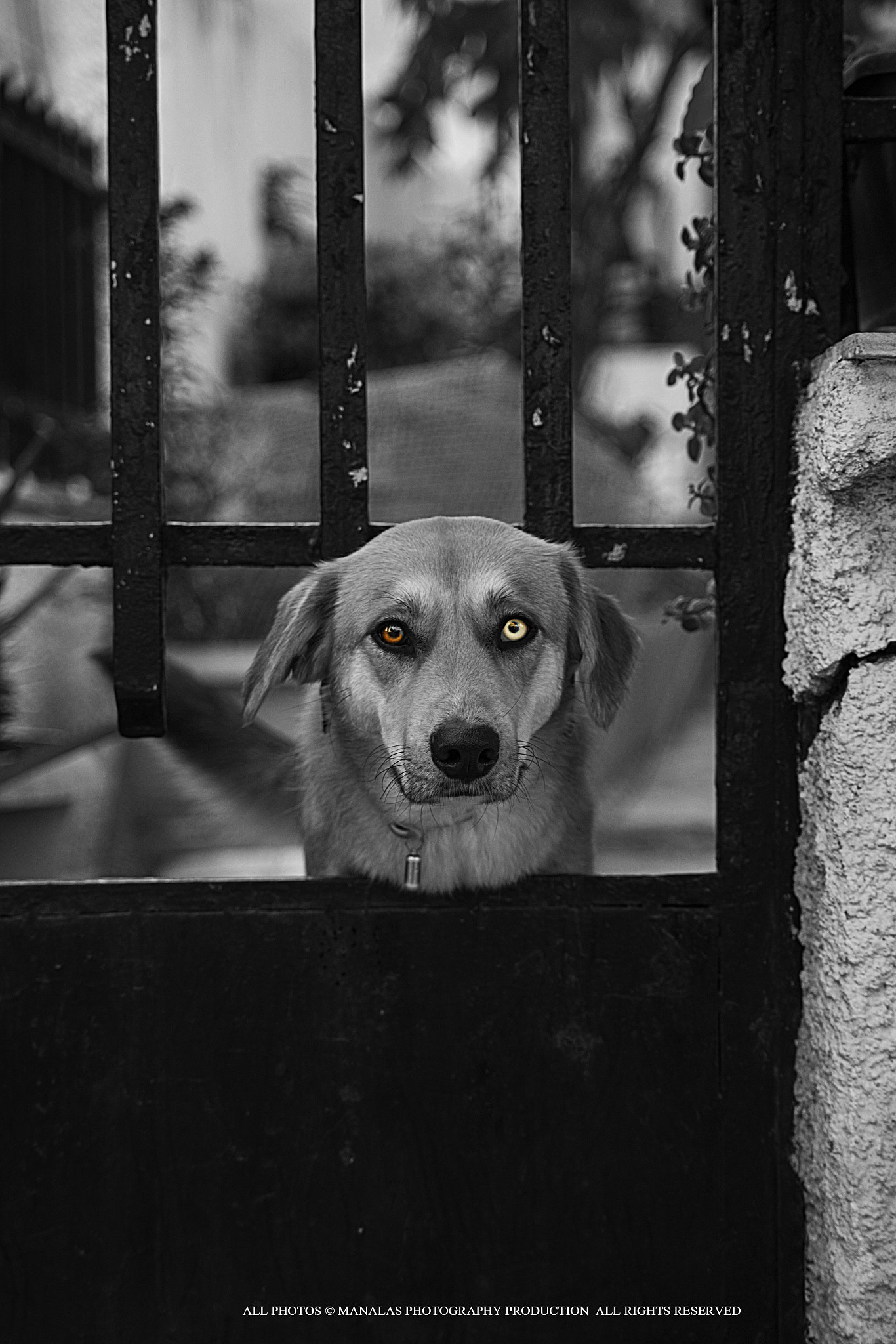 Nikon D800 sample photo. Diffrent color eyes dog photography
