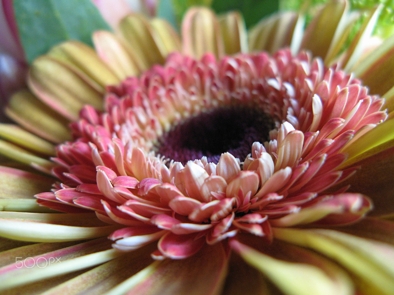Canon POWERSHOT G7 sample photo. Gerbera photography
