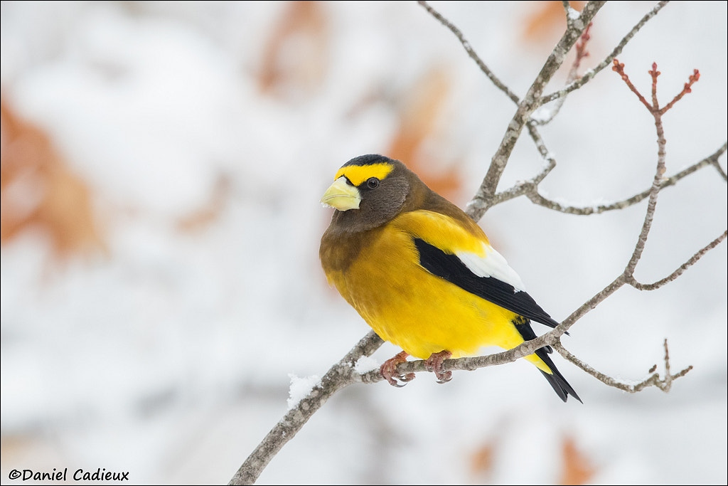 Canon EOS 7D Mark II + Canon EF 500mm F4L IS II USM sample photo. Male evening grosbeak photography