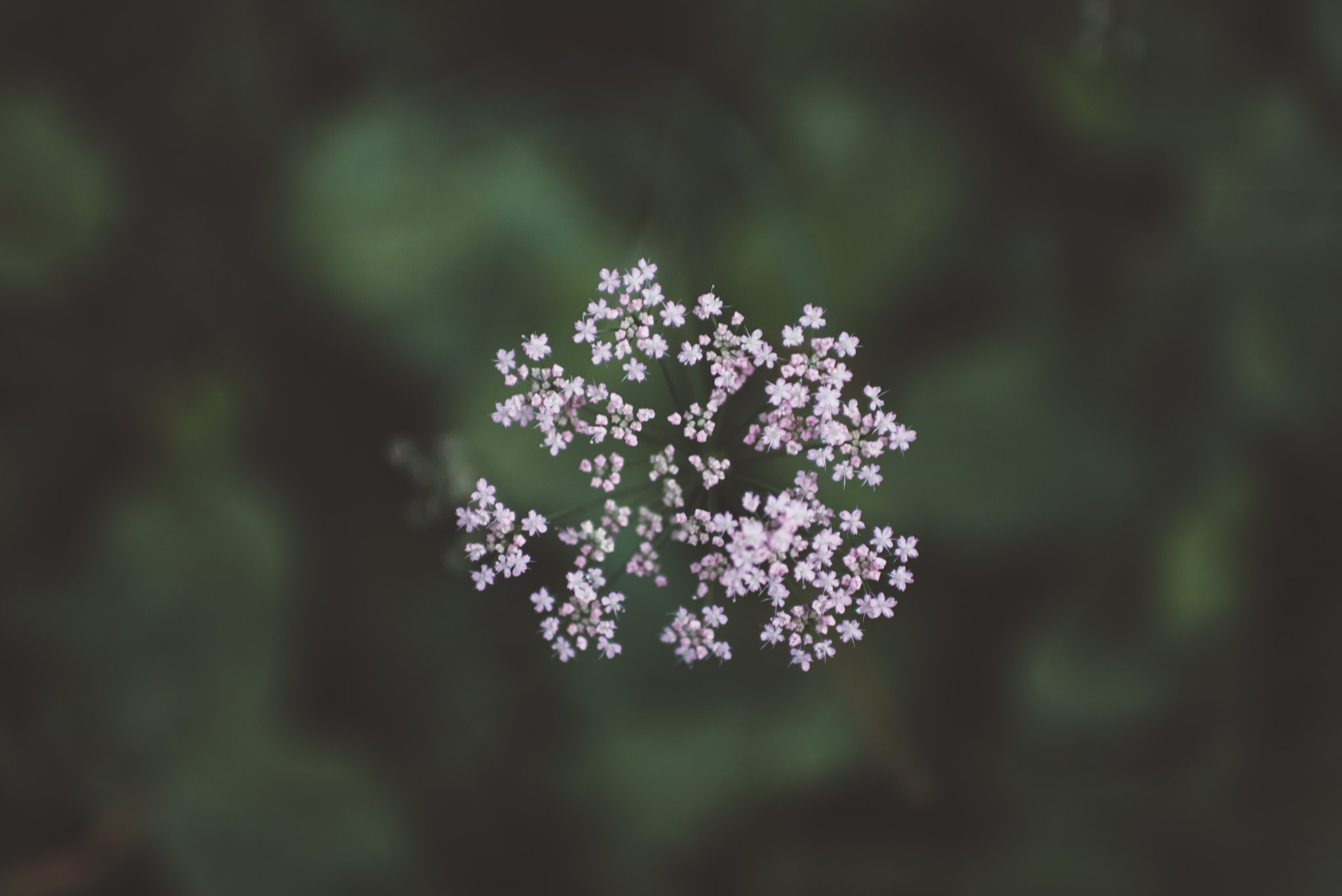 Nikon D800 sample photo. Spring, i miss you photography