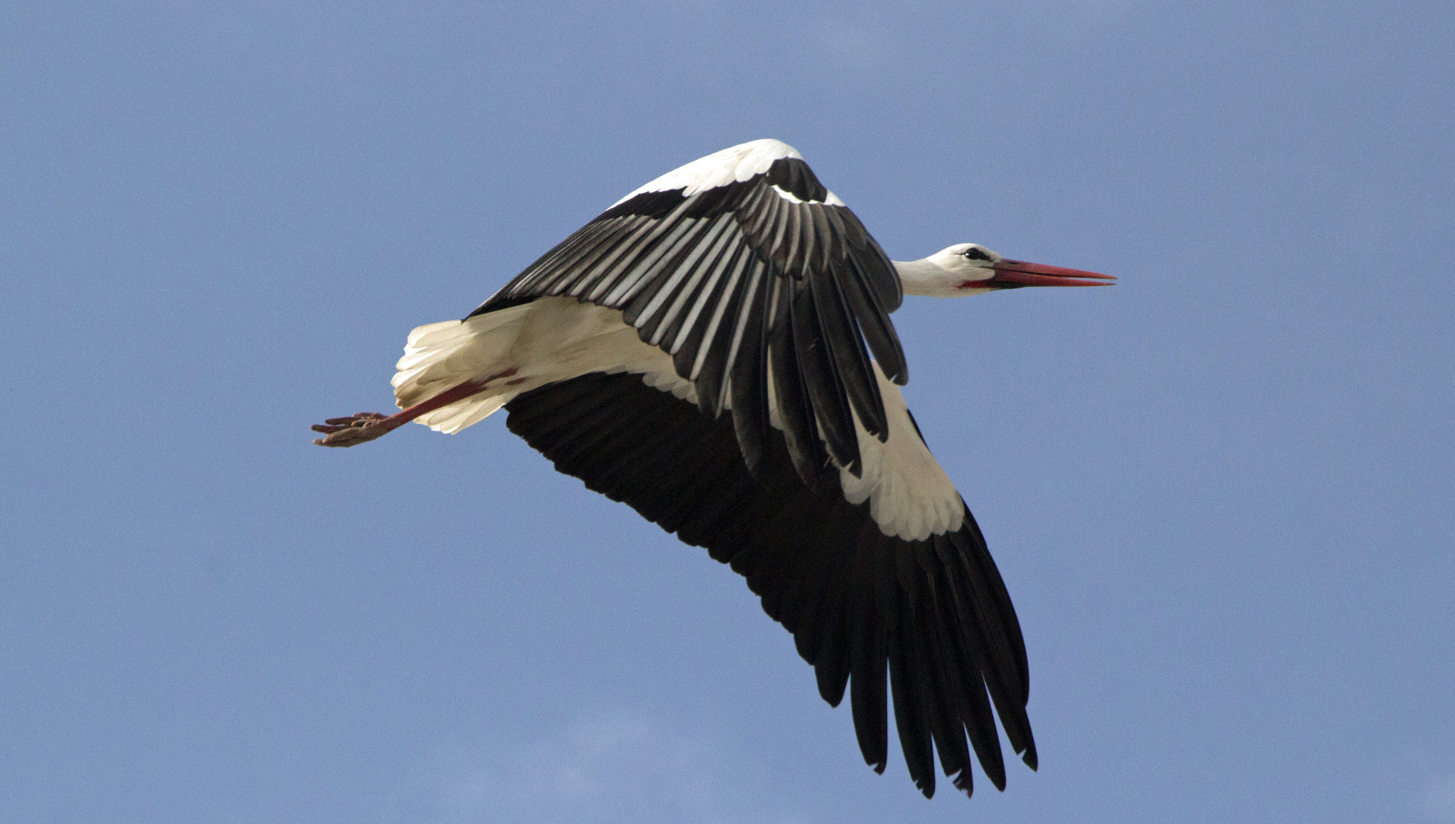 Canon EOS 60D sample photo. The fly of the stork (2) photography