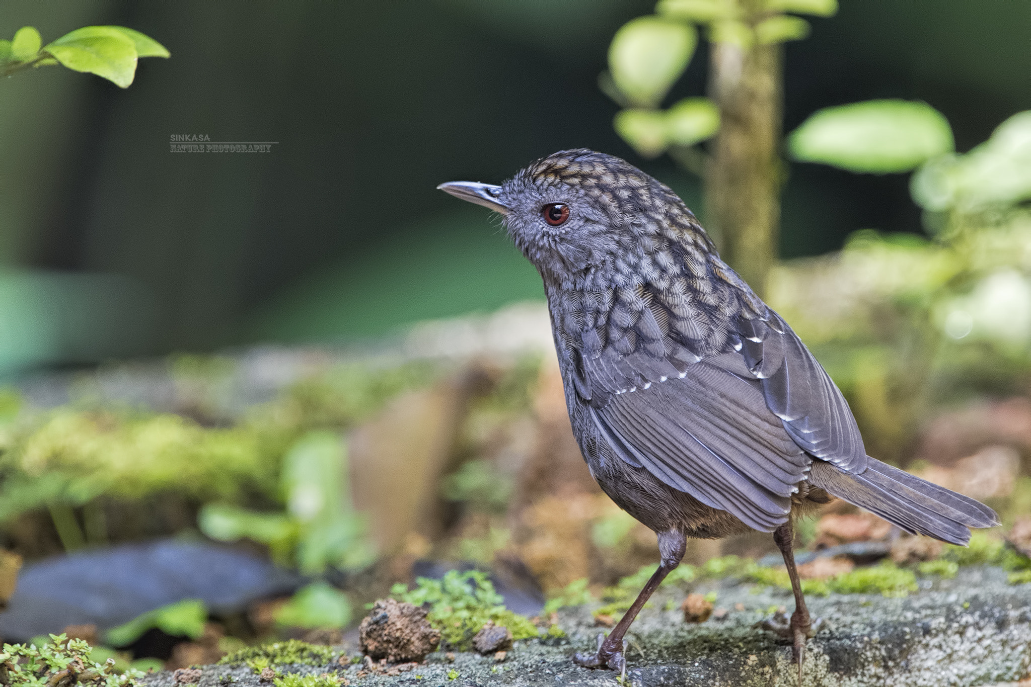 Nikon AF-S Nikkor 400mm F2.8G ED VR II sample photo. Streaked wren babbler photography