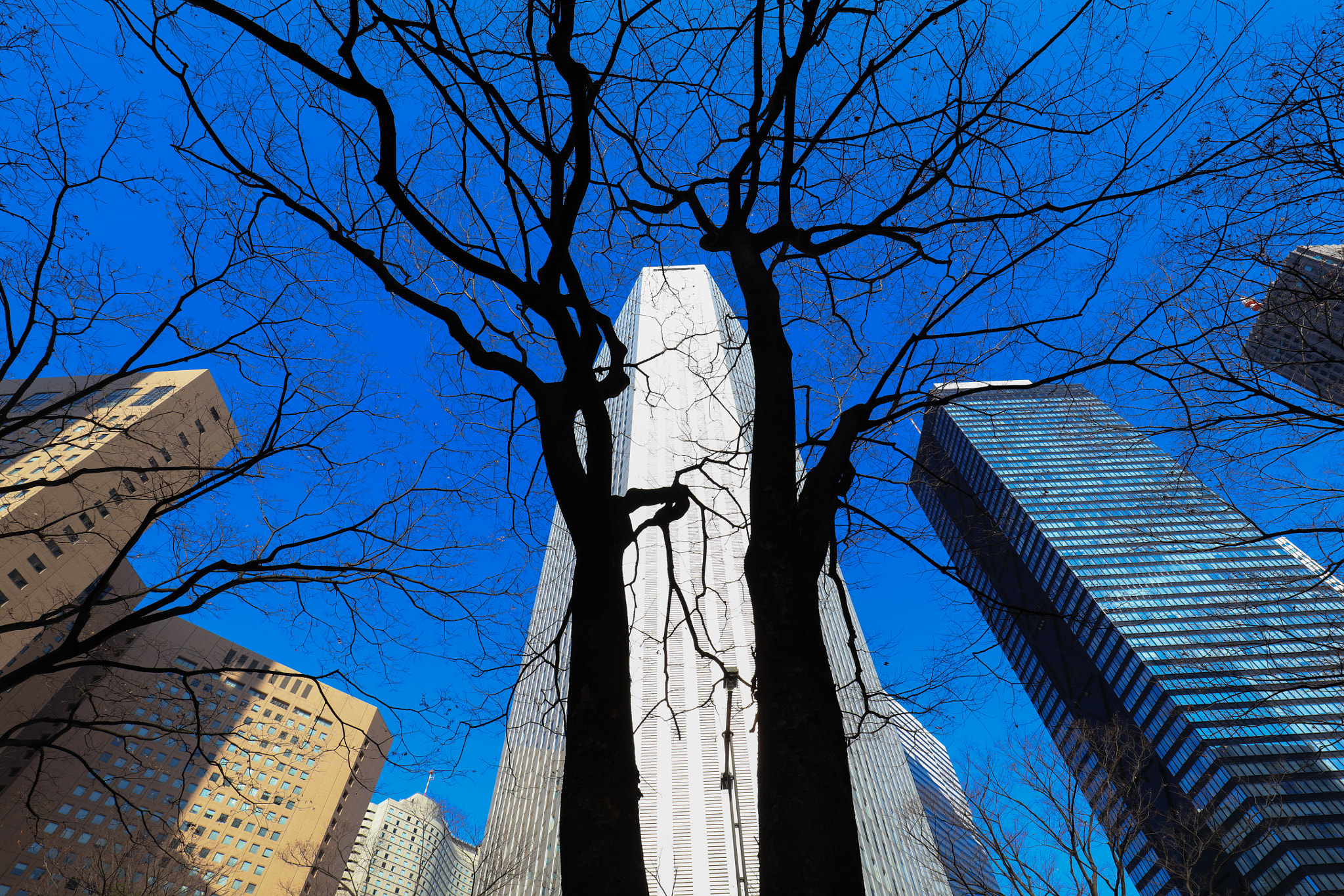 Canon EF 16-35mm F4L IS USM sample photo. Tokyo photography