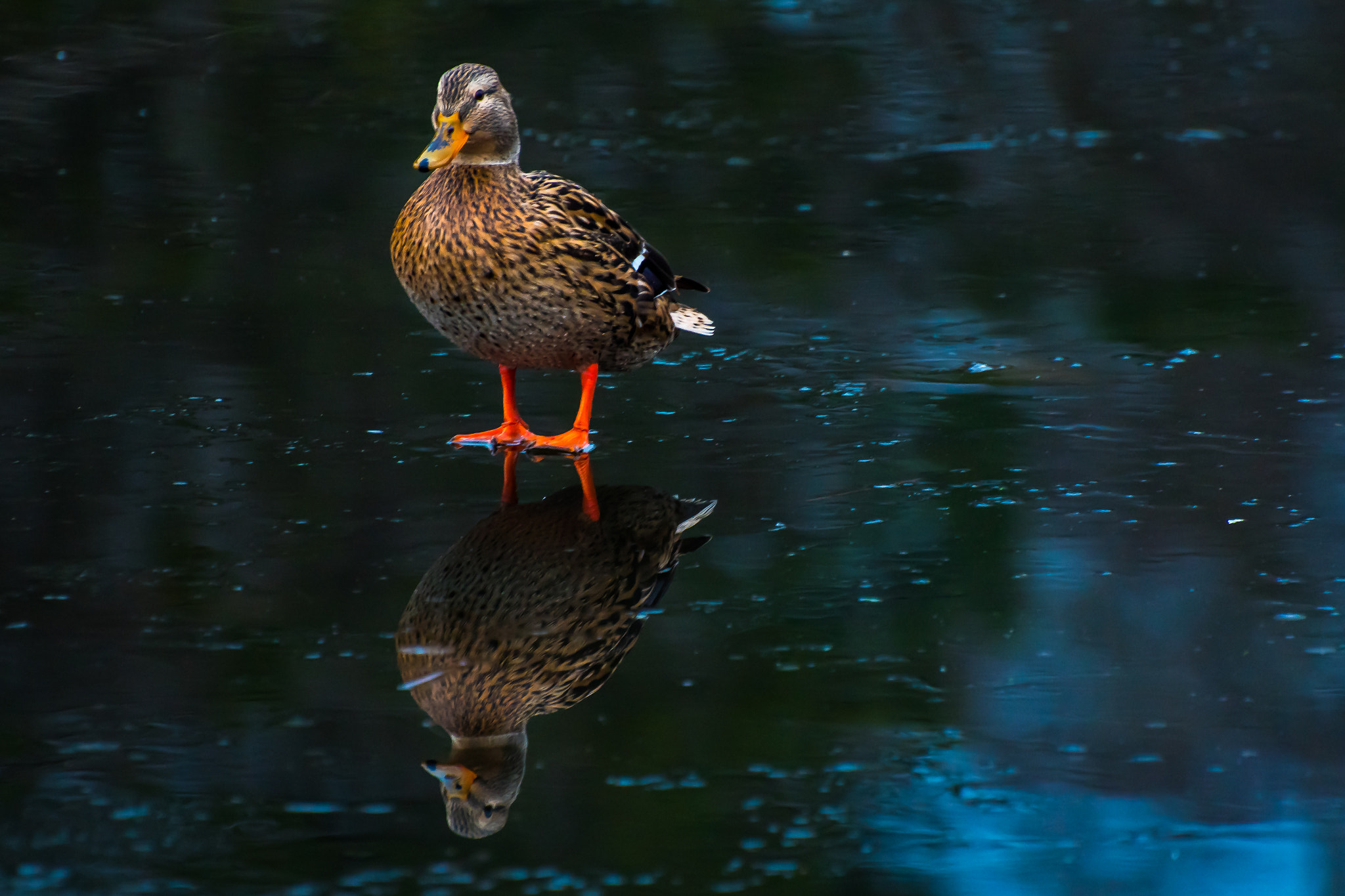 Nikon D500 sample photo. Reflection photography