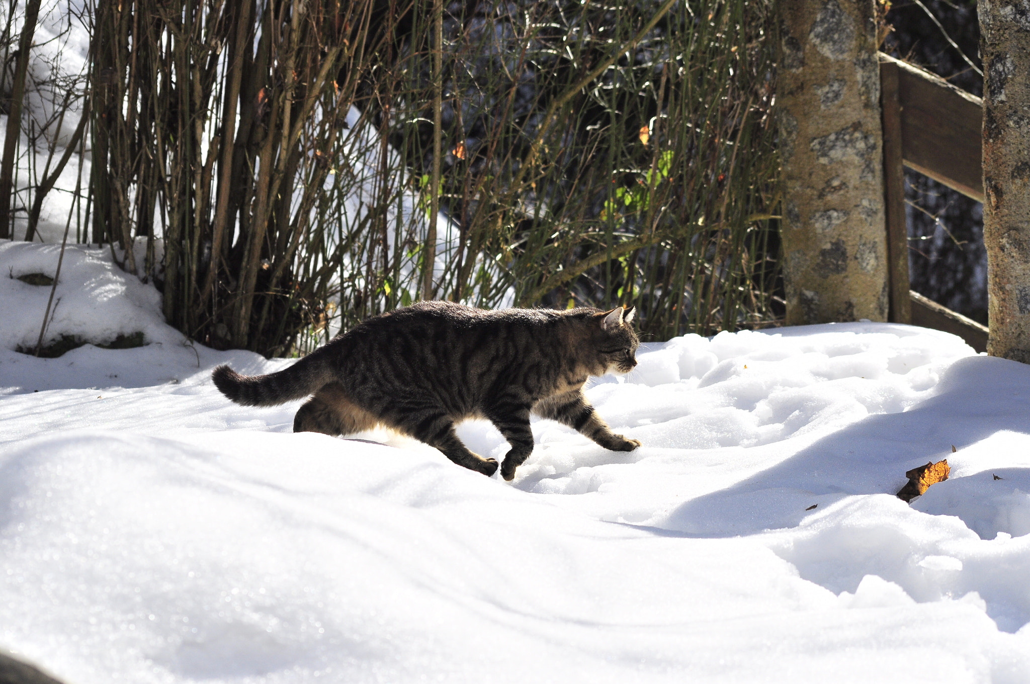 Sigma 70-300mm F4-5.6 APO DG Macro sample photo. Katze  photography