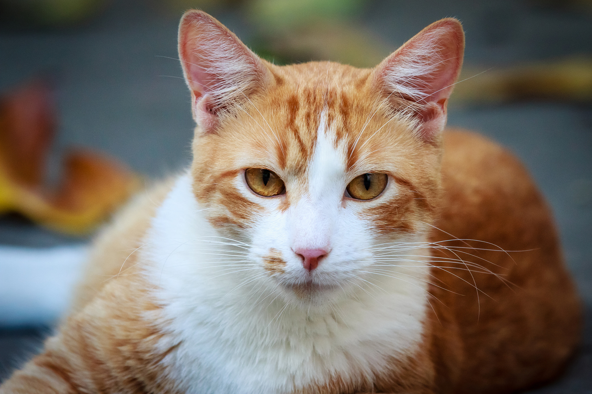 Canon EF 70-200mm F2.8L IS II USM sample photo. Lucca 2 photography