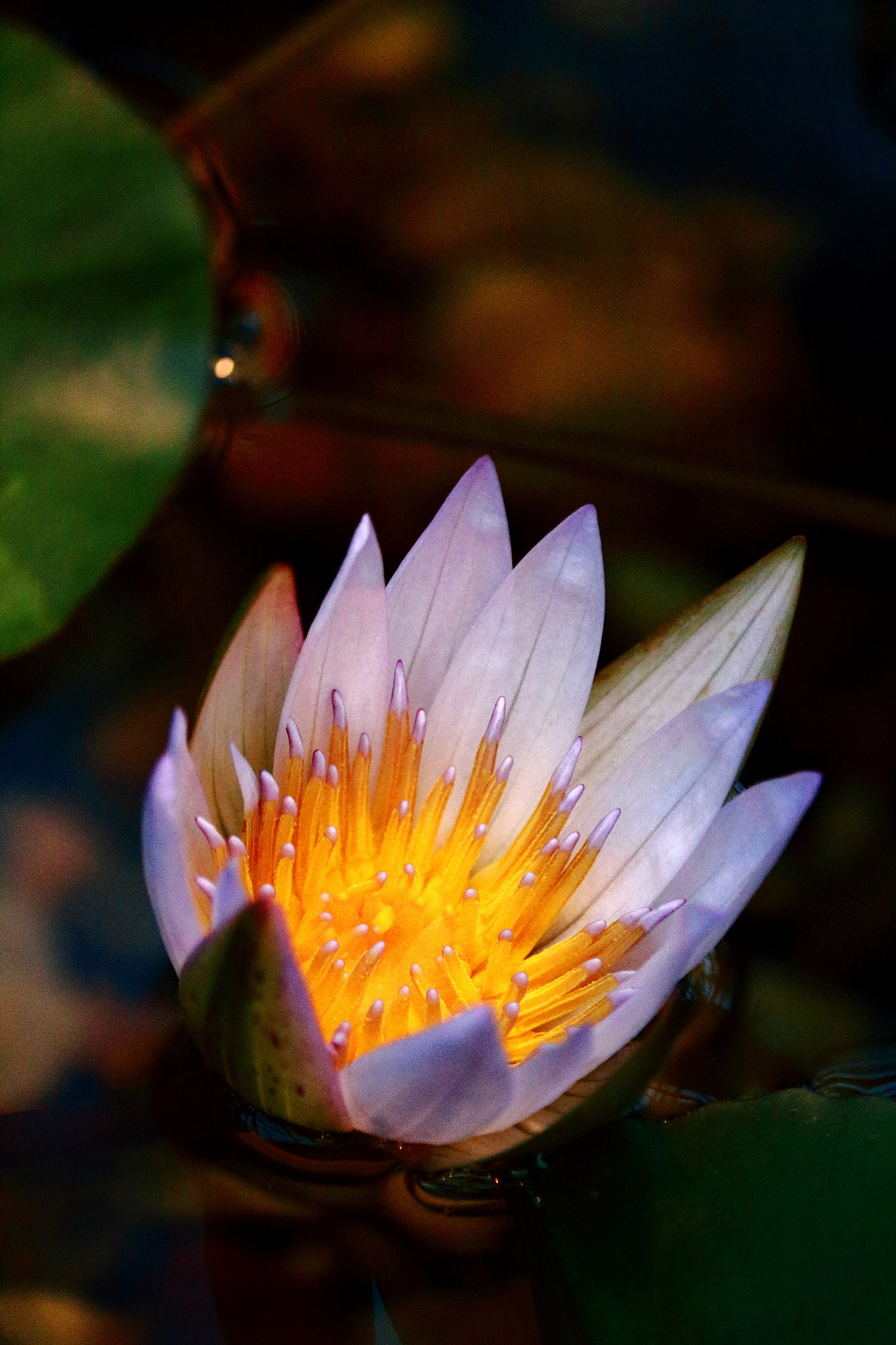 Canon EOS 100D (EOS Rebel SL1 / EOS Kiss X7) sample photo. A lotus on nabana-no-sato photography
