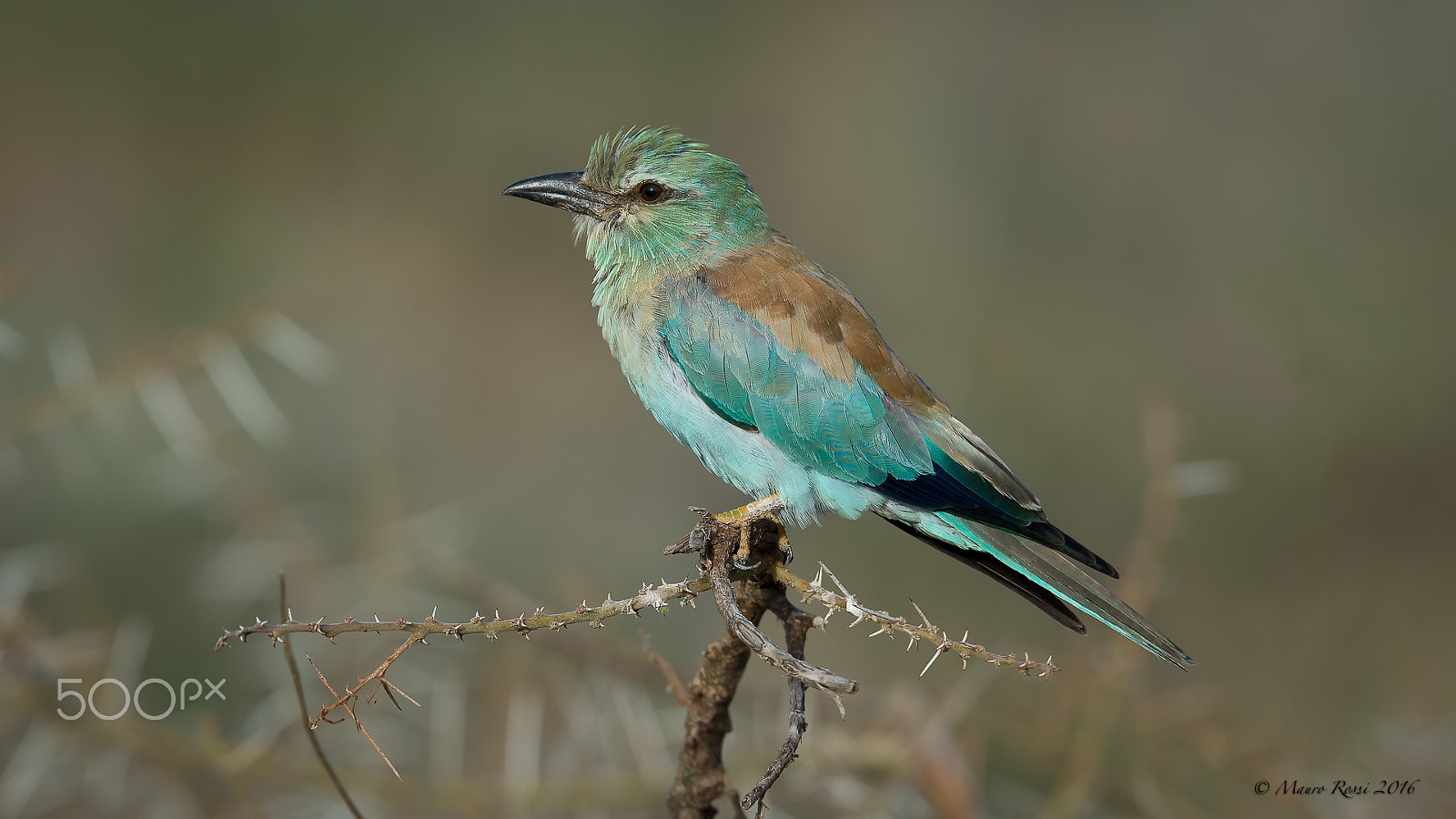 Nikon AF-S Nikkor 500mm F4E FL ED VR sample photo. Coracias garrulus - roller. photography