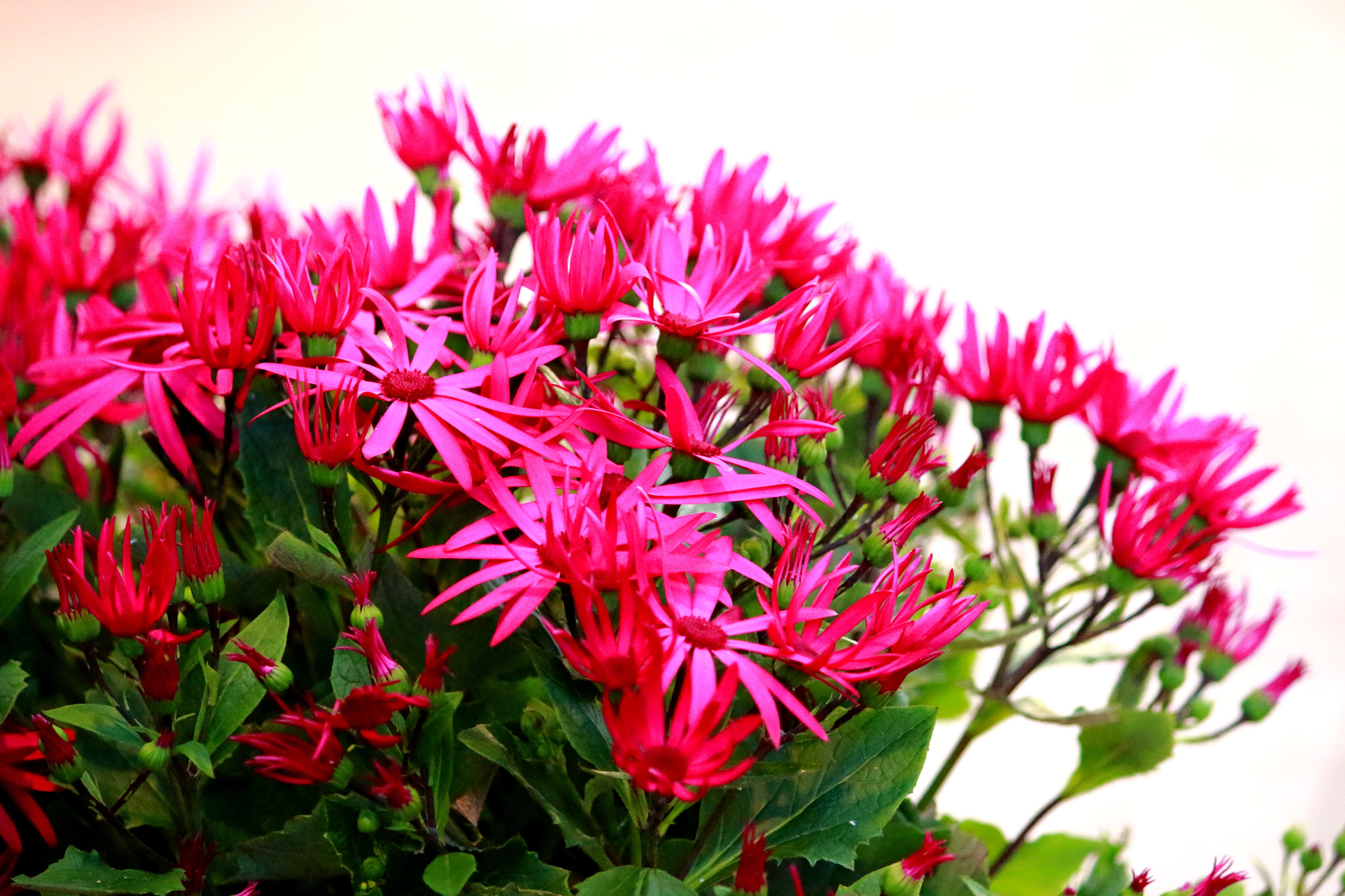 Canon EOS 100D (EOS Rebel SL1 / EOS Kiss X7) sample photo. Pink flower photography