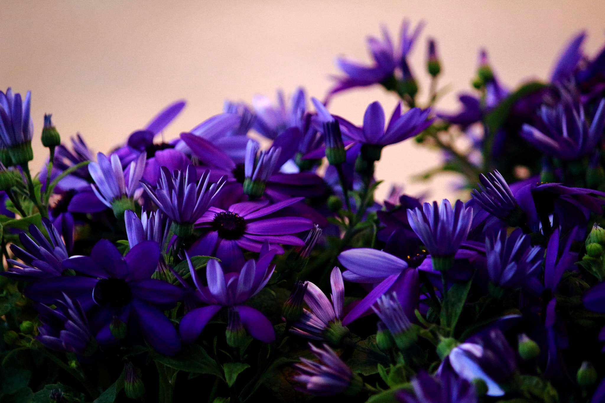 Canon EOS 100D (EOS Rebel SL1 / EOS Kiss X7) sample photo. Purple flower photography