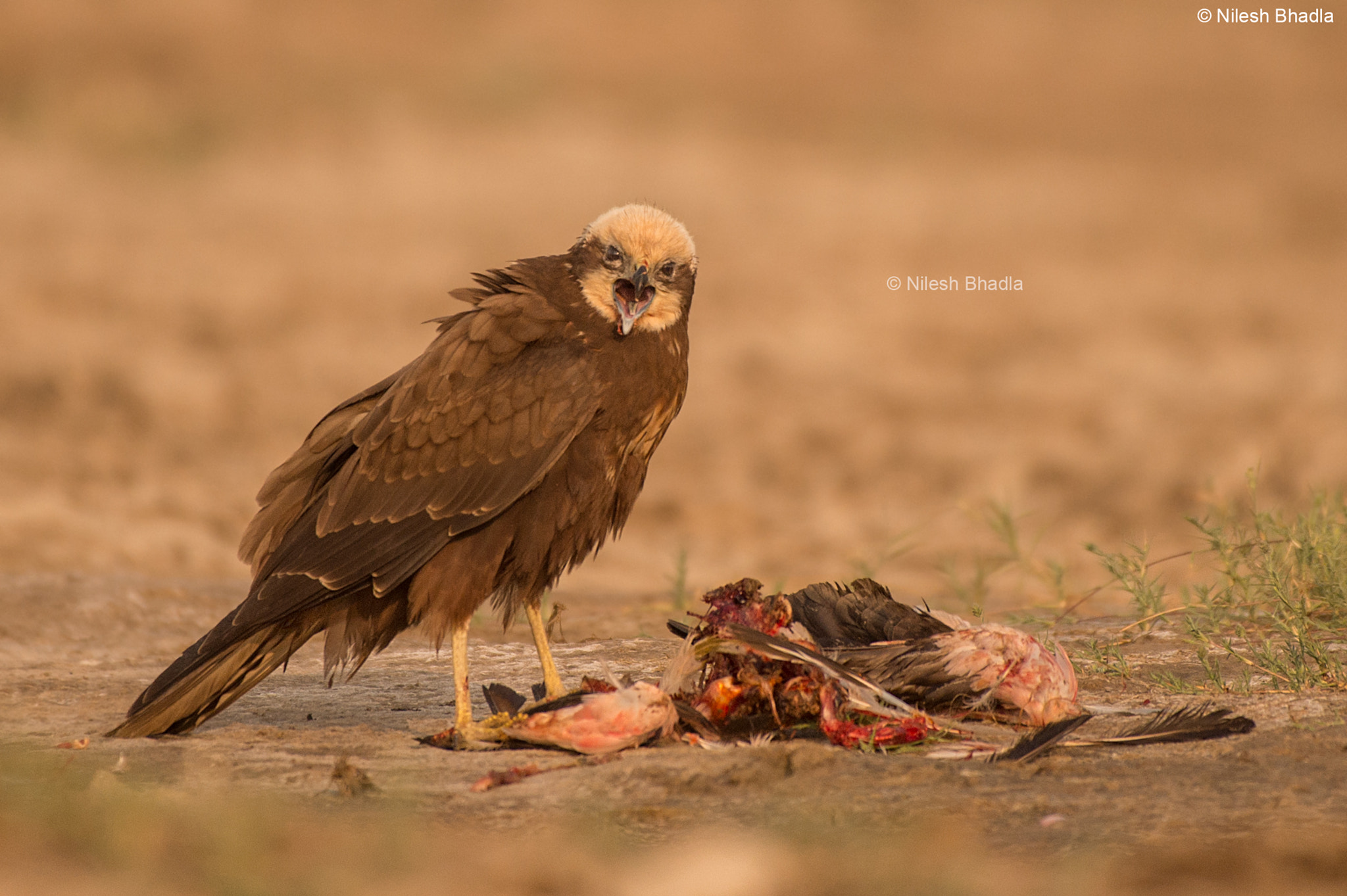 Nikon AF-S Nikkor 200-500mm F5.6E ED VR sample photo. Western marsh harrier feeding on a flamingo photography