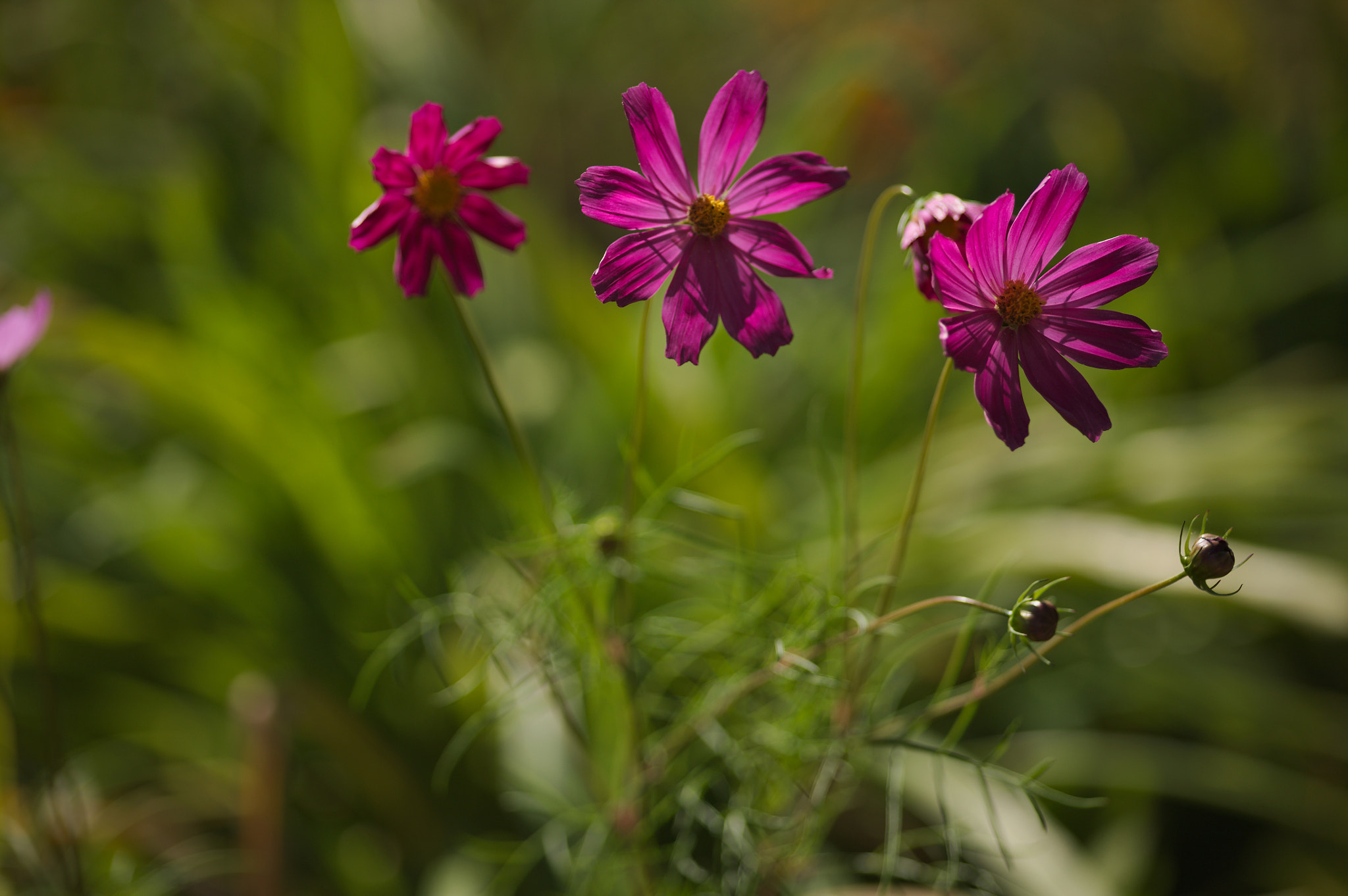 Canon EOS 5D sample photo. Img_2672.jpg photography