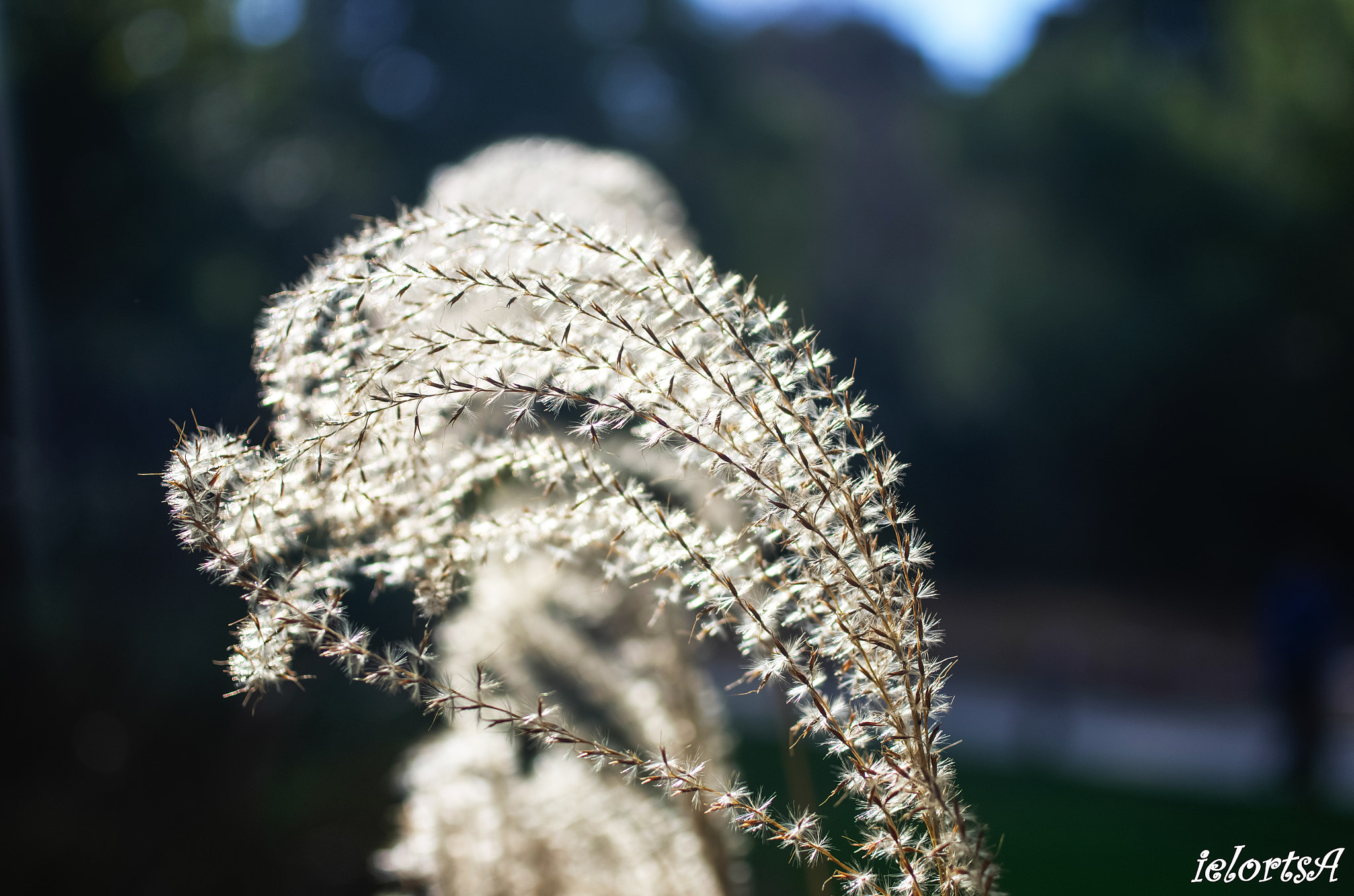 HD Pentax DA 35mm F2.8 Macro Limited sample photo. Phragmites photography