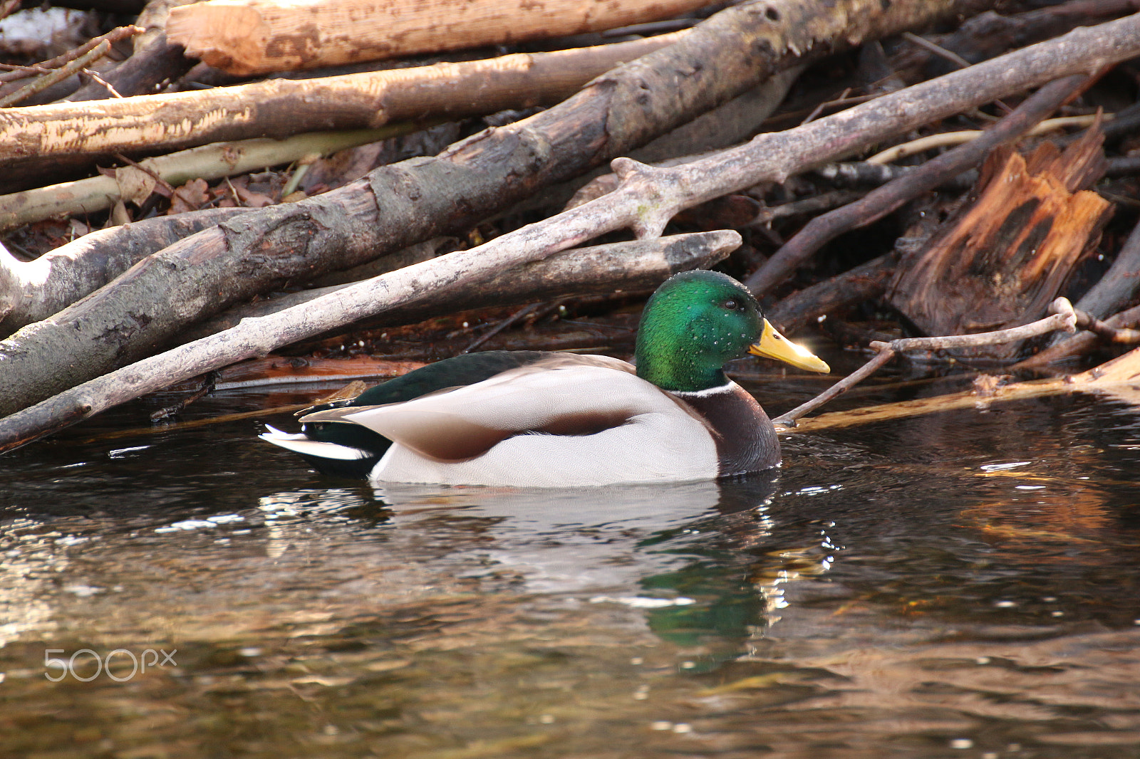 Canon EOS 70D + Tamron SP 70-300mm F4-5.6 Di VC USD sample photo. Swimming duck photography