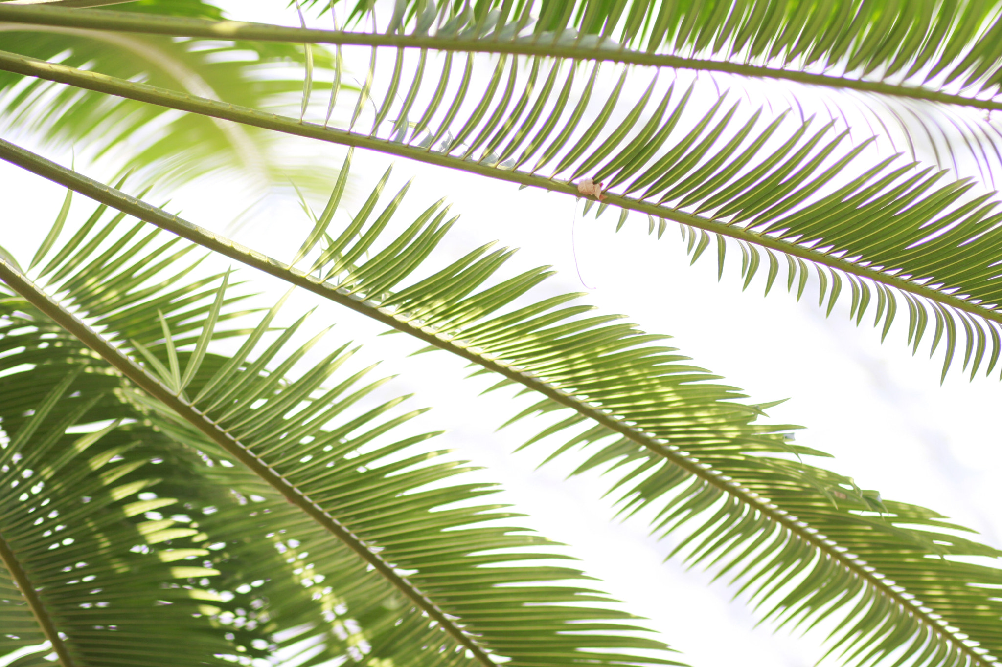 Canon EOS 50D + Canon EF 85mm F1.8 USM sample photo. Feather palms photography