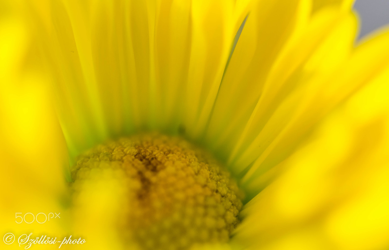 Sigma 105mm F2.8 EX DG OS HSM sample photo. Fire tongue photography