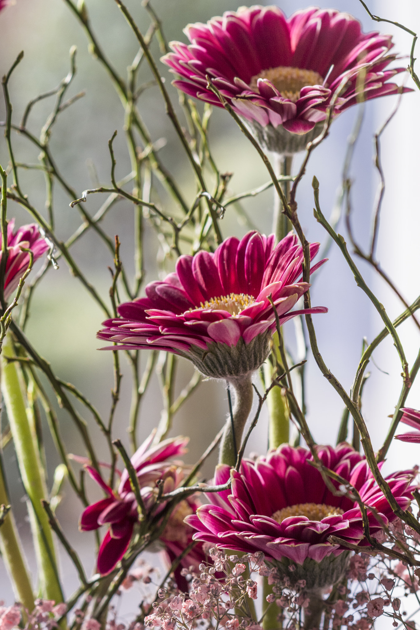 Nikon D5200 + Nikon AF-S Nikkor 85mm F1.8G sample photo. Flowers photography