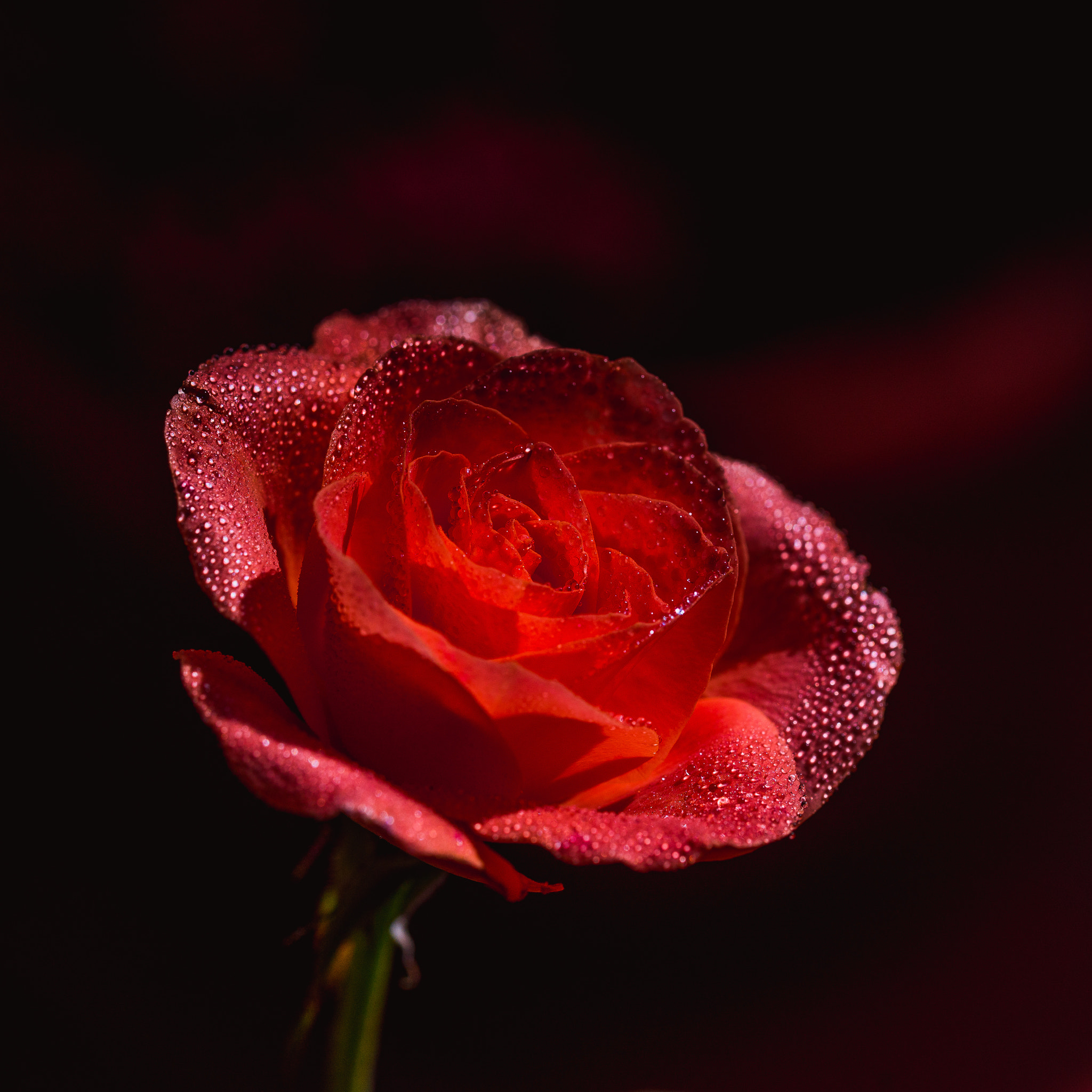 Sony a99 II sample photo. Red rose photography