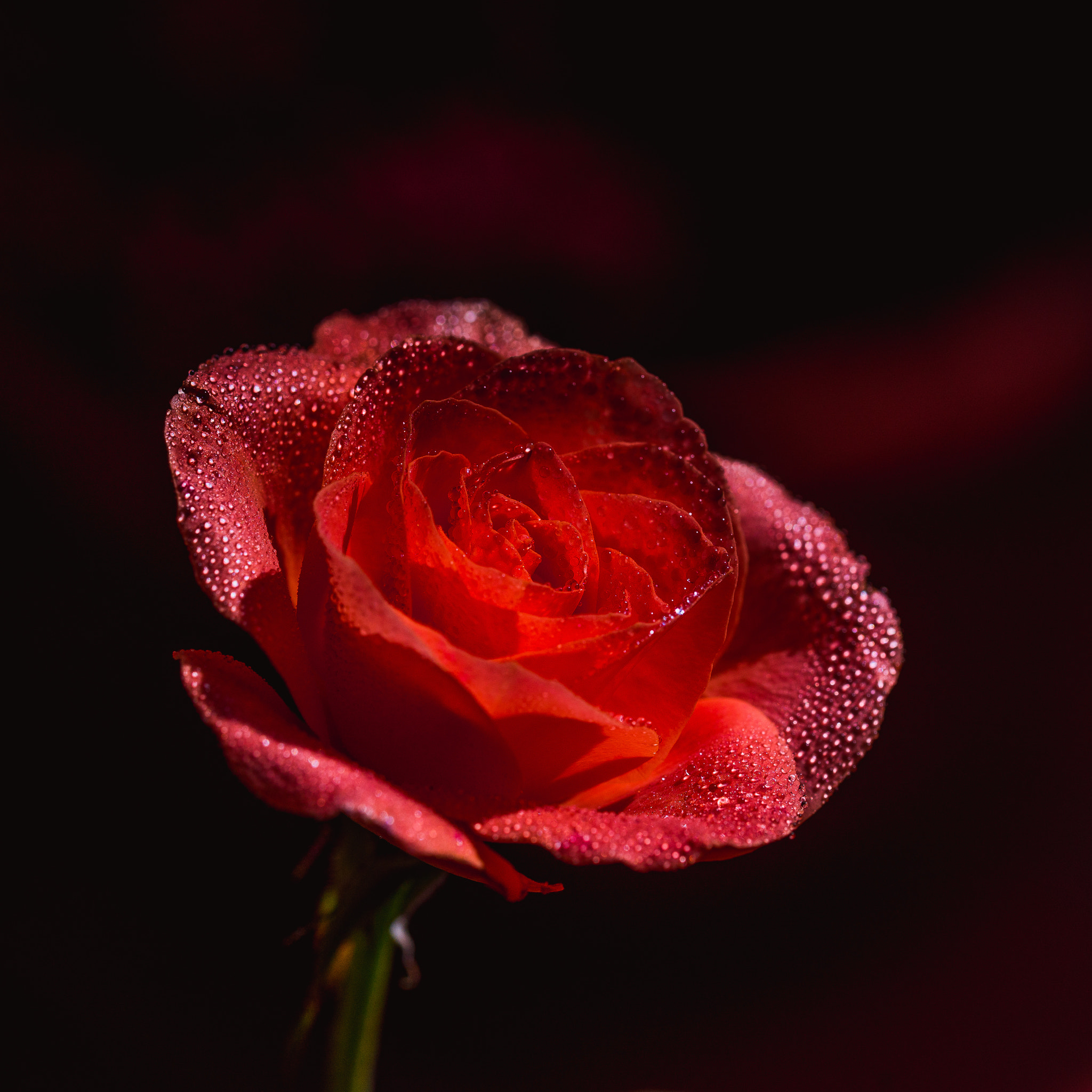 Sony a99 II + 105mm F2.8 sample photo. Red rose photography