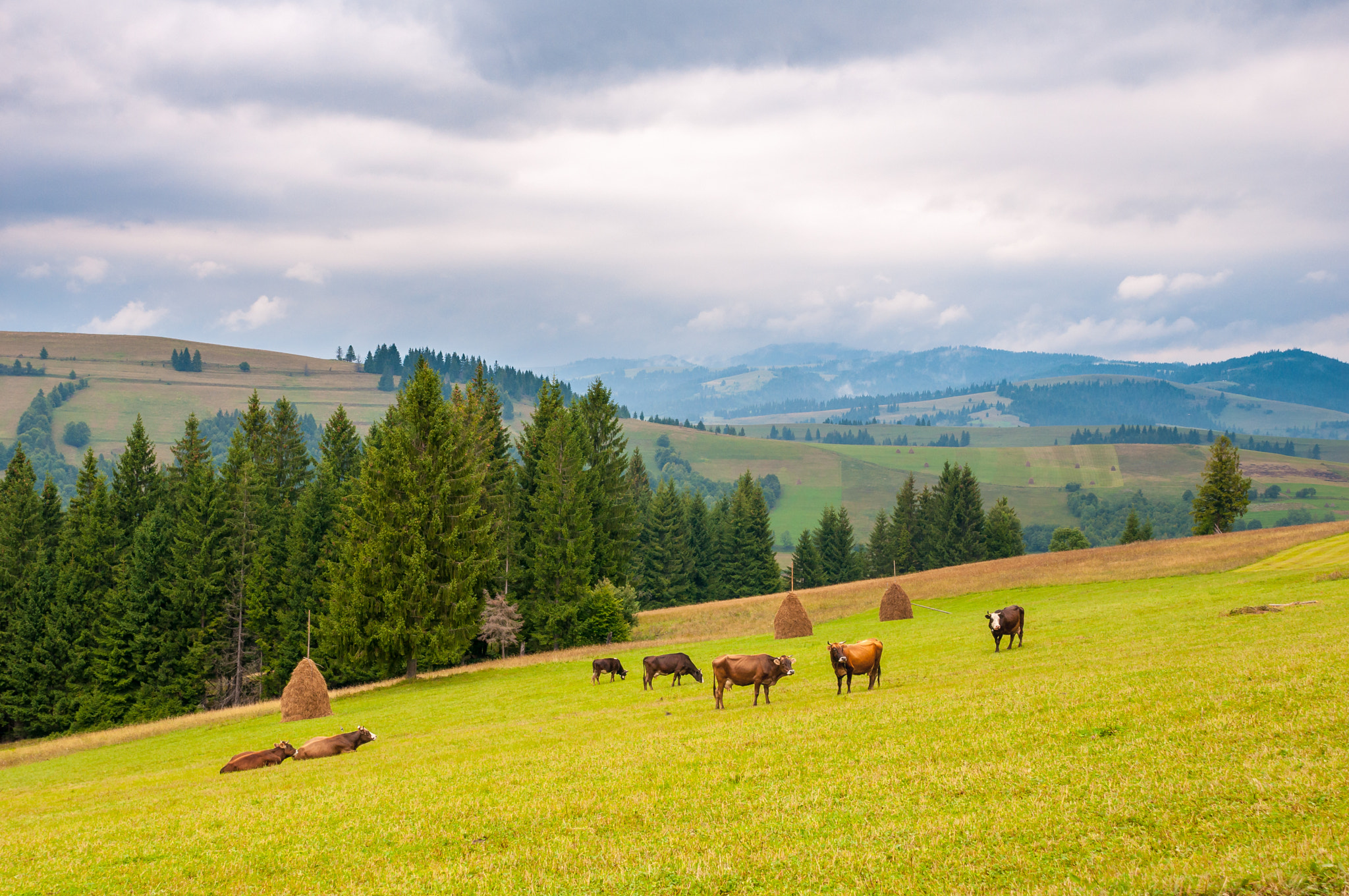 Nikon D300S sample photo. Cows on green meadow, with mountains and clouds in photography