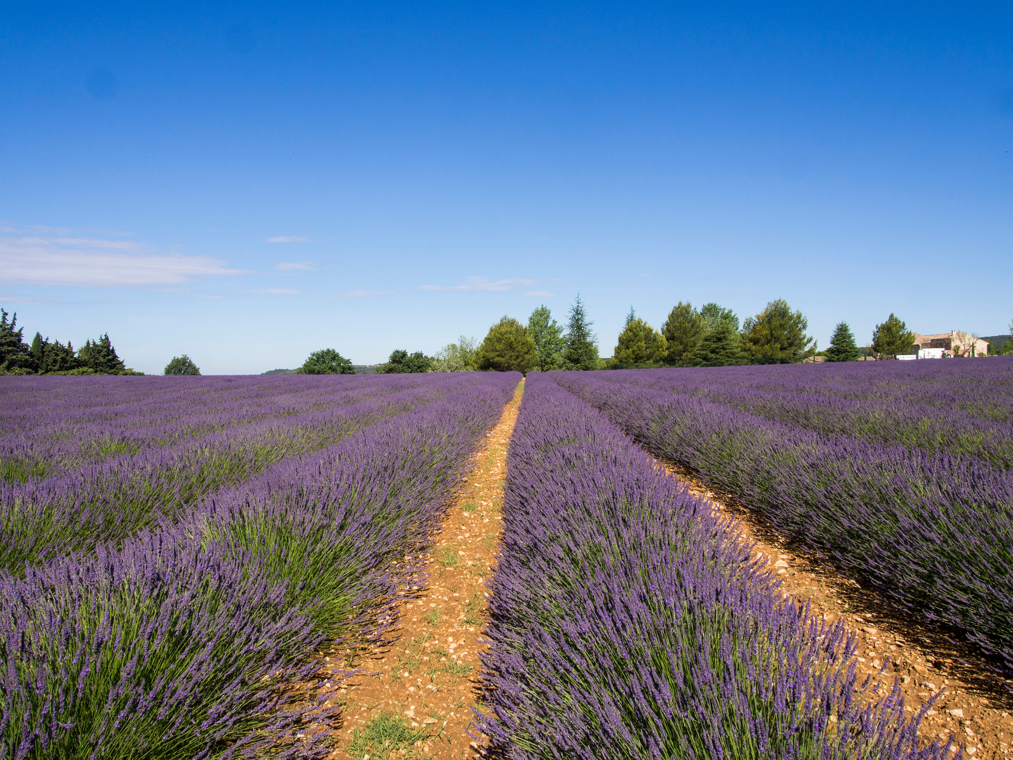 Olympus PEN E-PM2 sample photo. Lavender photography