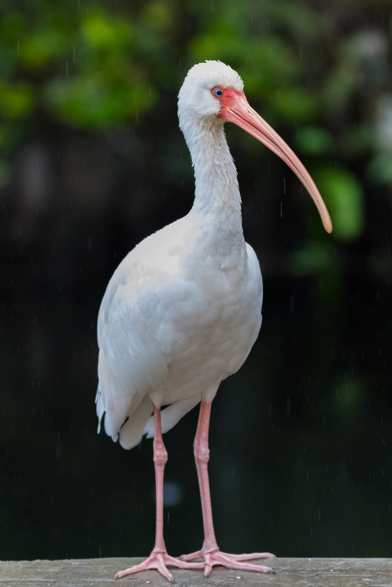 Canon EOS 5D Mark IV + 150-600mm F5-6.3 DG OS HSM | Contemporary 015 sample photo. American white ibis photography